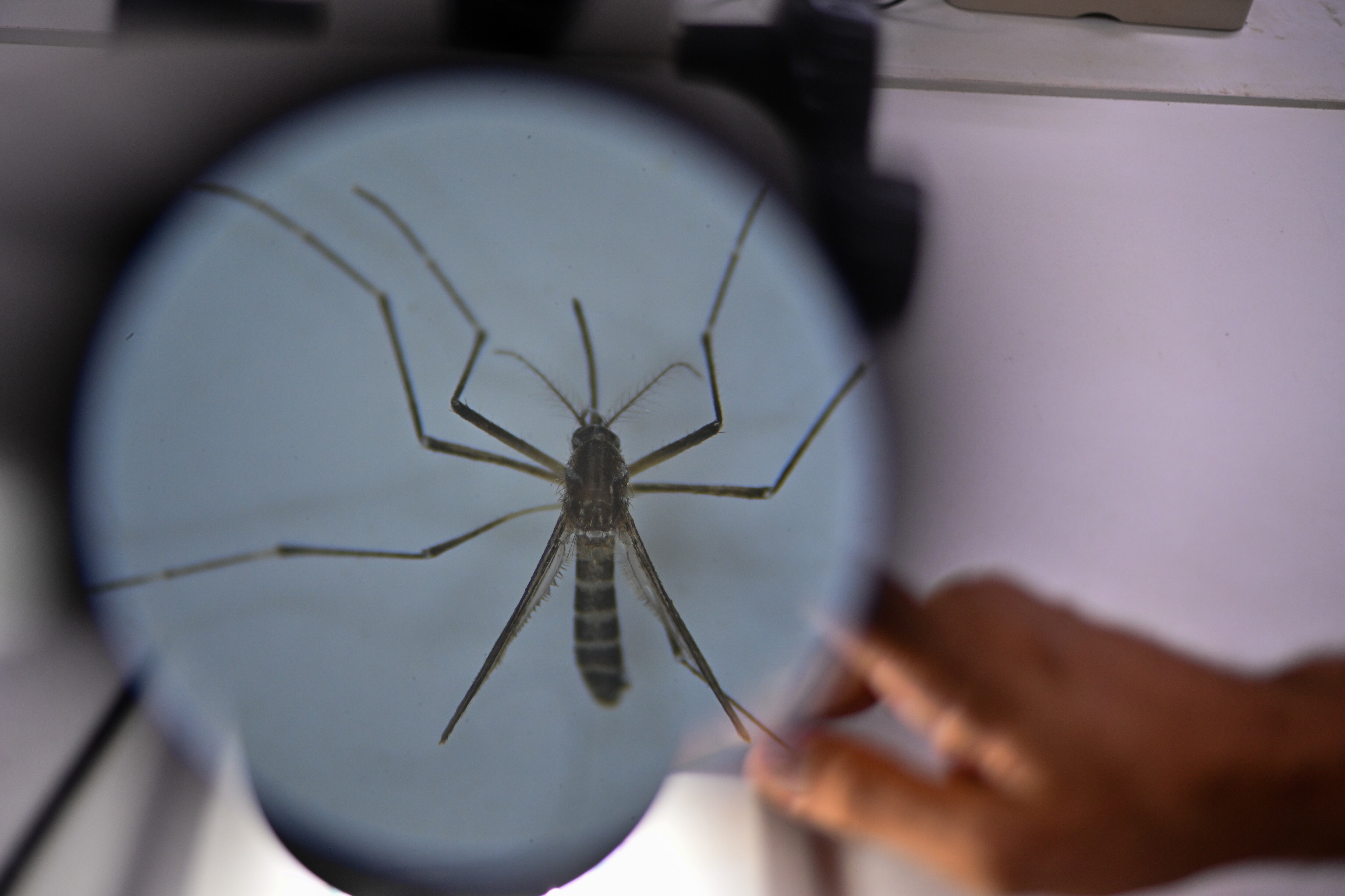 Puerto Rico declaró emergencia de salud pública en marzo debido al dengue (EFE/ Andre Borges)
