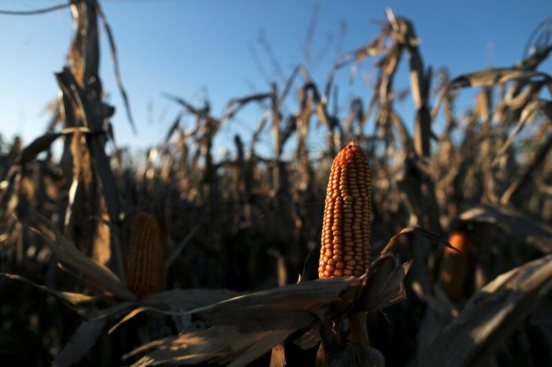 Tanto en Argentina como en Sudáfrica, se observan cambios trascendentes en el panorama político y el inicio de reformas estructurales en materia económica REUTERS/Agustin Marcarian/File Photo