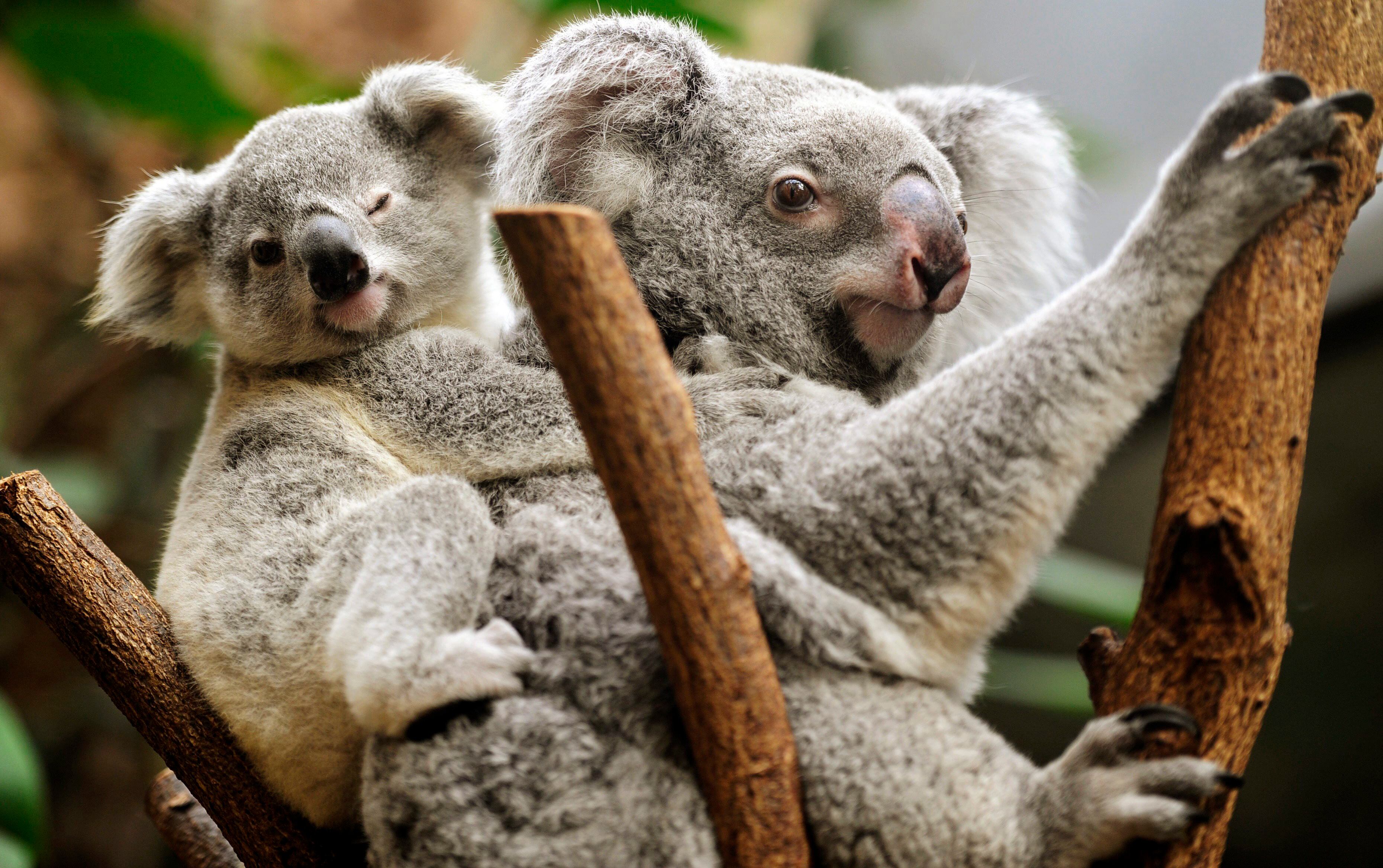 Las fracturas craneales y de mandíbula fueron comunes entre los koalas que sufrieron colisiones con vehículos, y la tasa de recuperación de estos animales fue extremadamente baja, con apenas un 2 por ciento de éxito en su rehabilitación
EFE/Marius Becker
