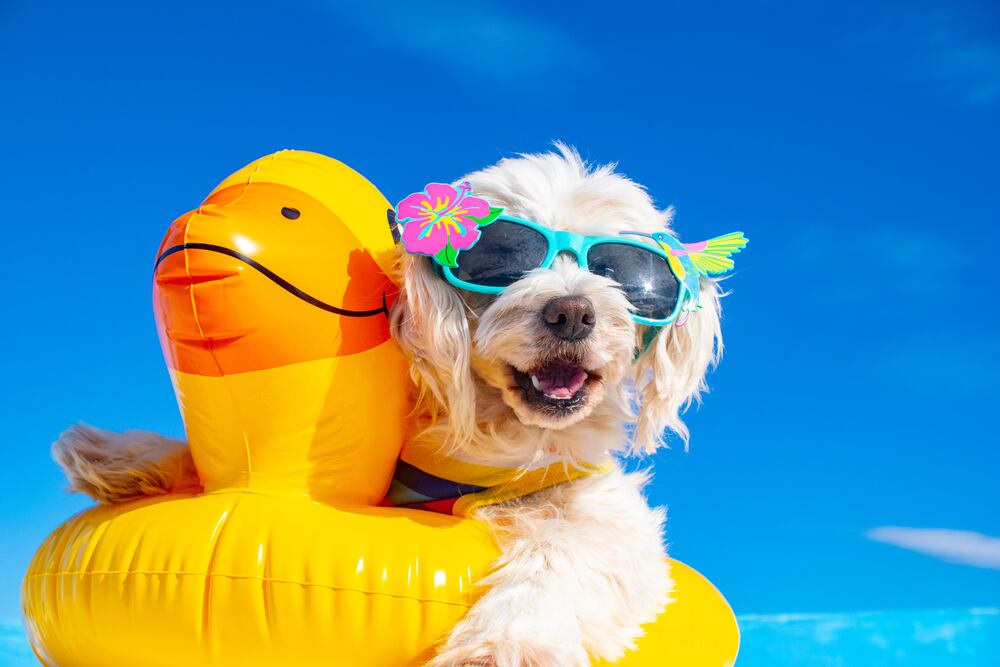 Perro de vacaciones (Shutterstock España).