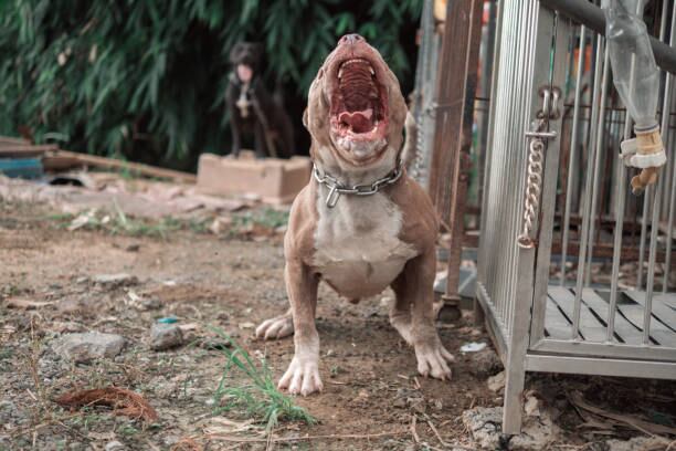 En Altos de Misael, Envigado, una disputa violenta involucró a un cuchillo y un ataque de pitbull. Kelly Johana Rojas defendía a su hijo en esa pelea - crédito iStock