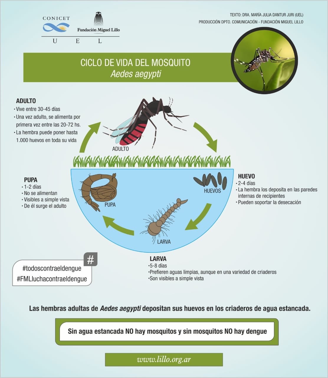 Dengue ciclo