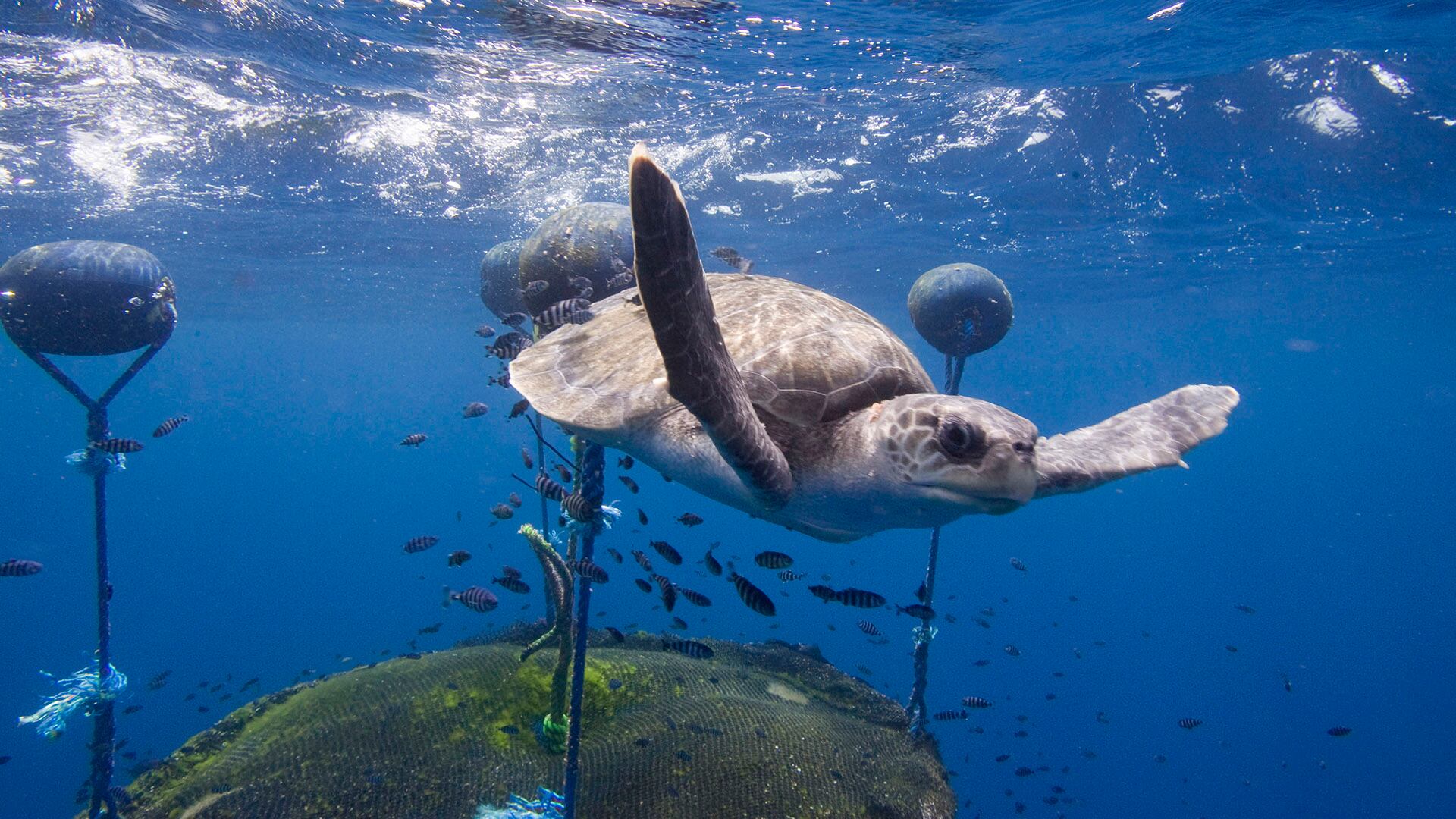 Temperaturas elevadas y contaminación plástica afectan a pingüinos y tortugas (Alex Hofford / Greenpeace)