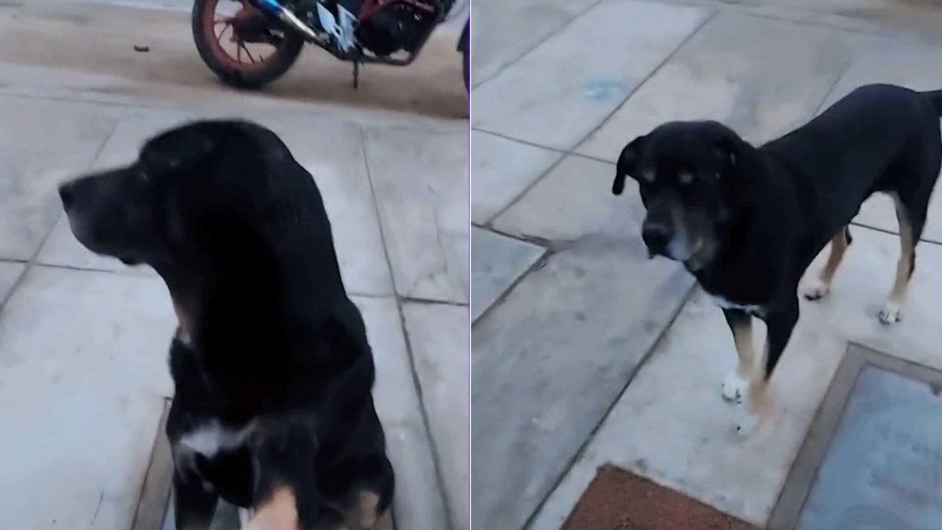 El personal de la clínica no pudo evitar grabar el emotivo momento cuando el perrito apareció con su pata herida (TikTok)