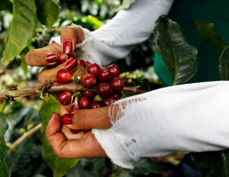 El café de Caldas, Quindío y Risaralda está catalogado como uno de los mejores del mundo - crédito Reuters