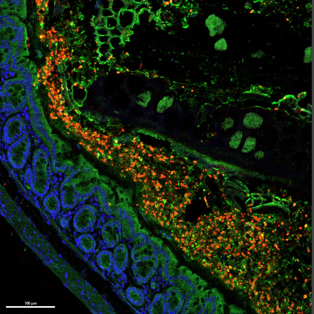 La nueva especie de levadura, Kazachstania weizmannii (puntos rojos), fue descubierta en el intestino del ratón, visto aquí con un microscopio fluorescente.(Instituto Weizmann)