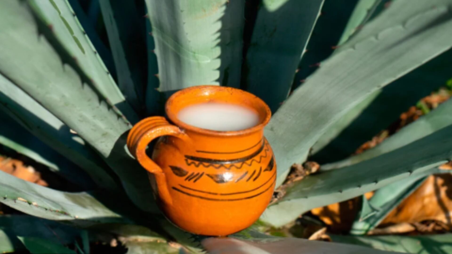 pulque portada marzo 2024