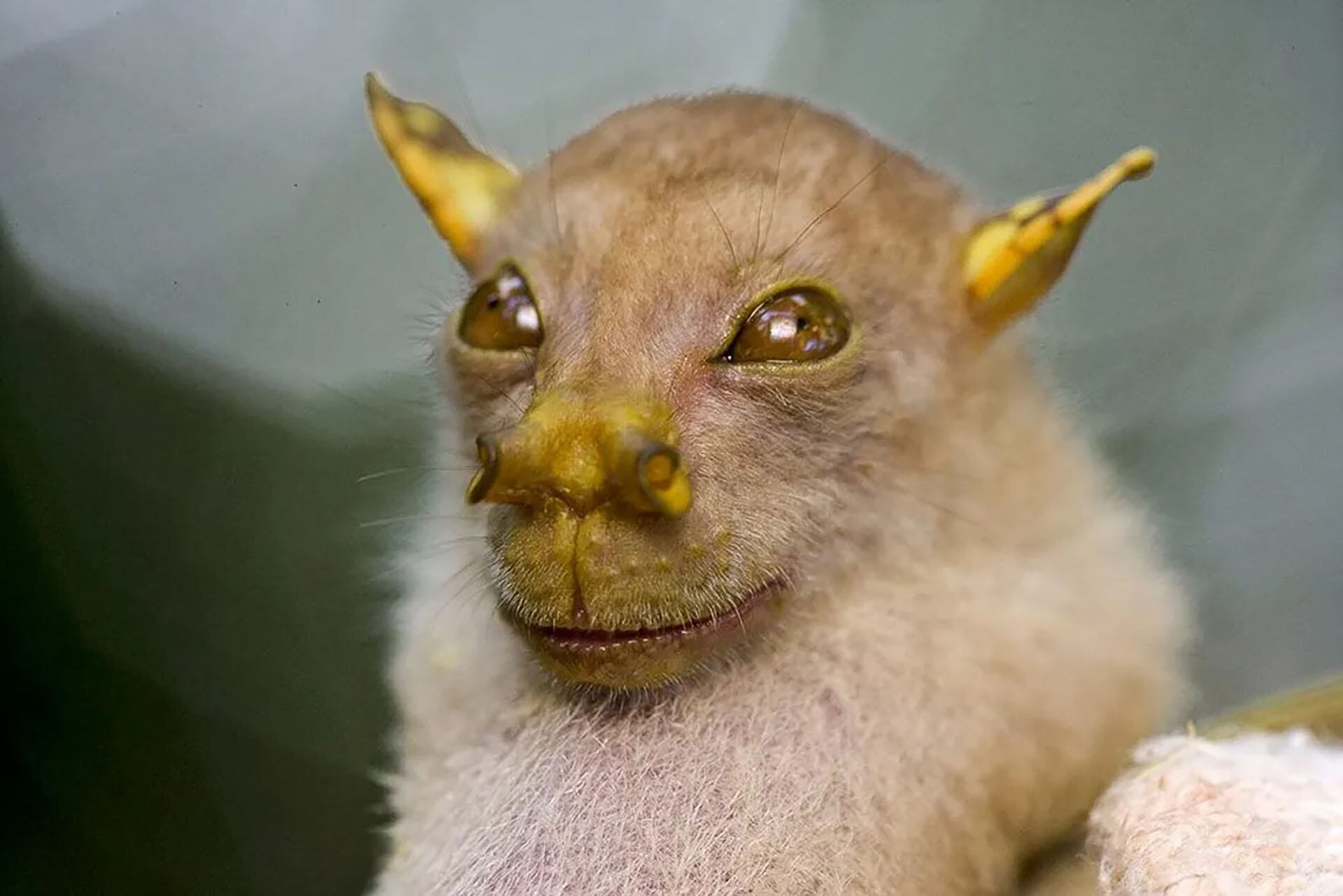 7 Este murciélago de la fruta con nariz en forma de tubo (Nyctimene albiventer)