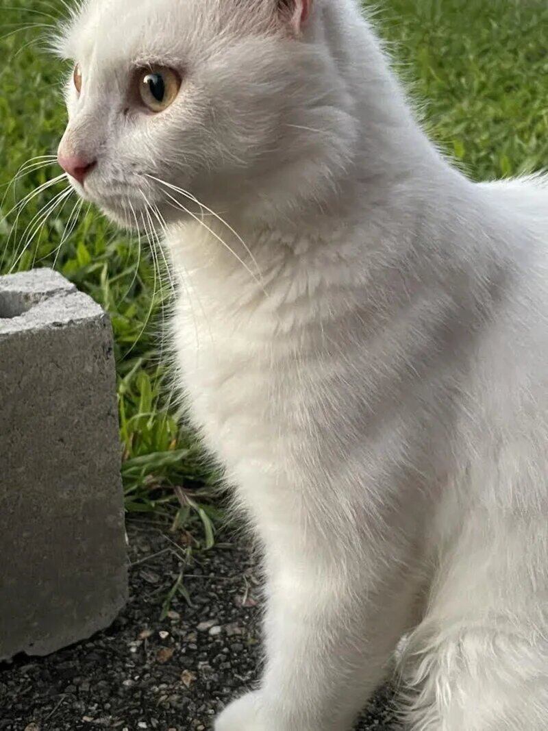 Snowy gatita blanca con sordera