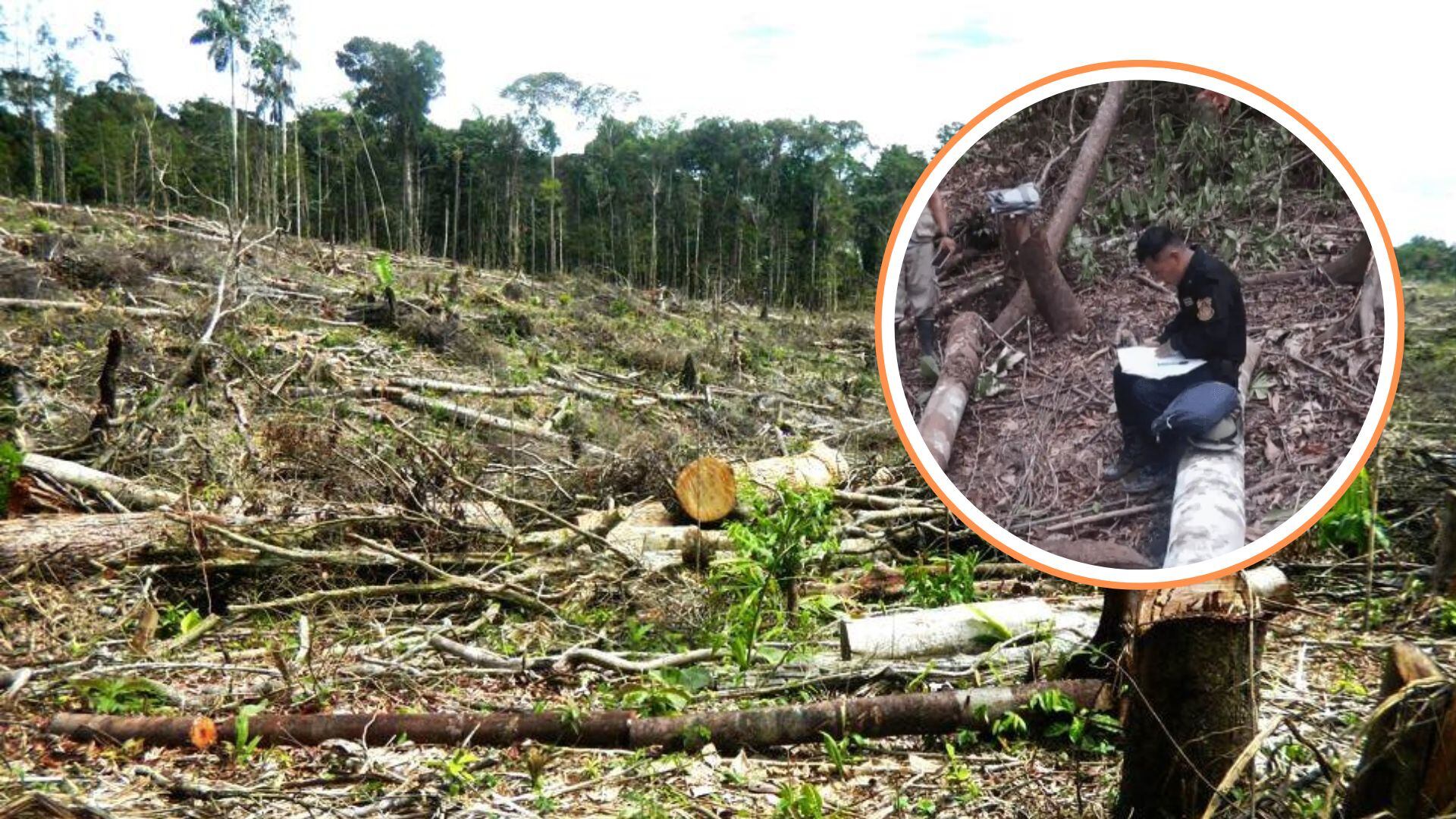 Tala ilegal en área de conservación.