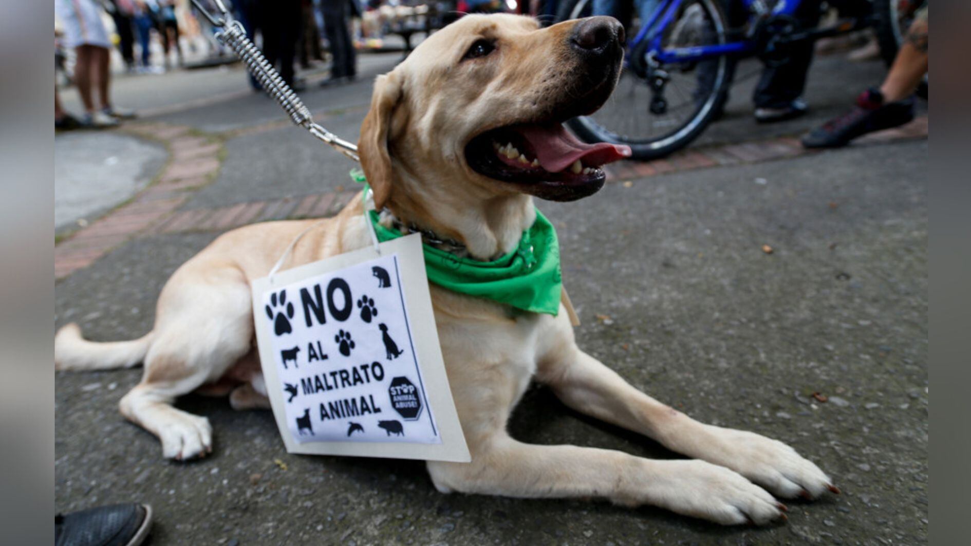 Una persona que sea capturada por el delito de maltrato animal puede enfrentar una pena de prisión que puede ir desde los doce (12) hasta los treinta y seis (36) meses - crédito Colprensa