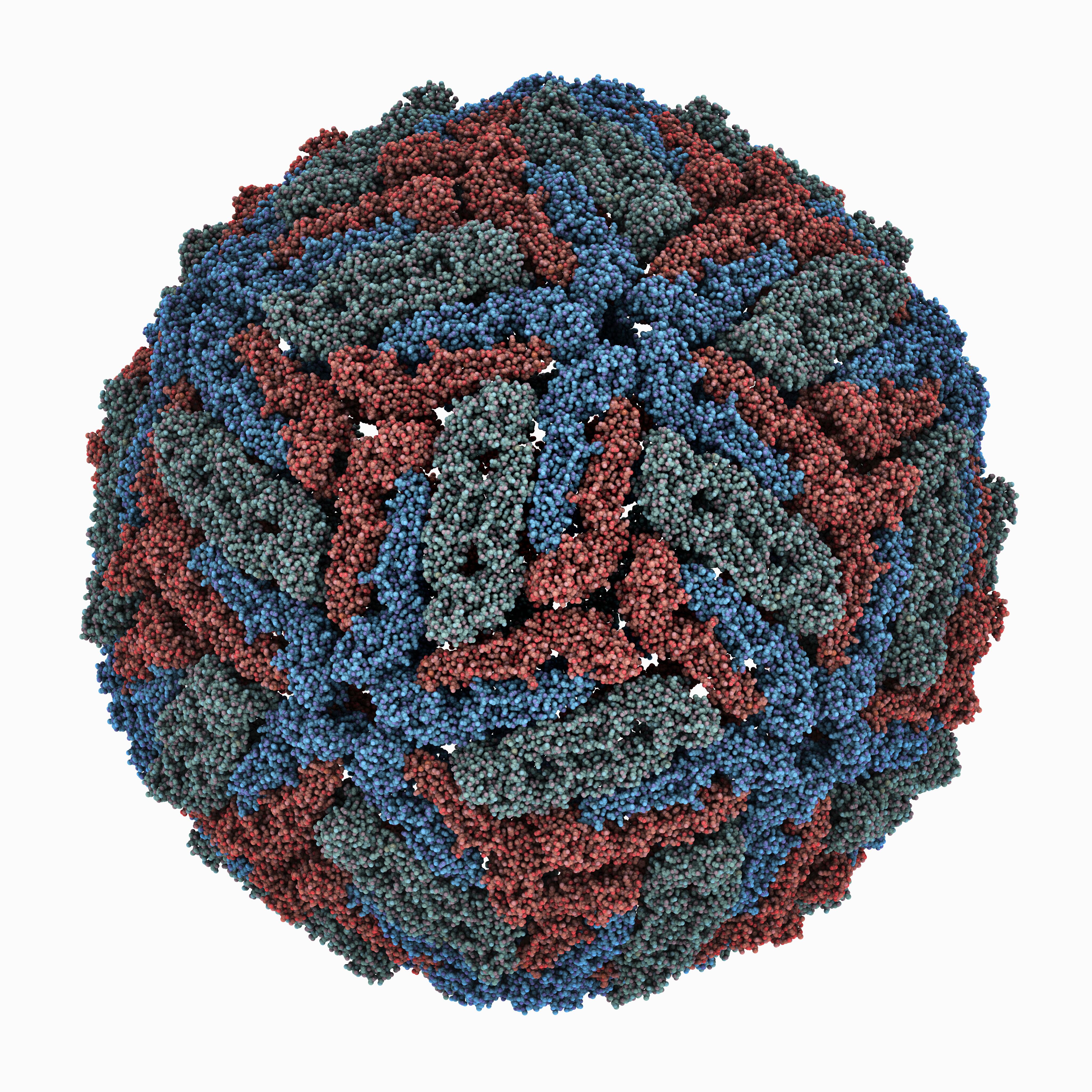 Flavivirus - Dengue - Mosquito