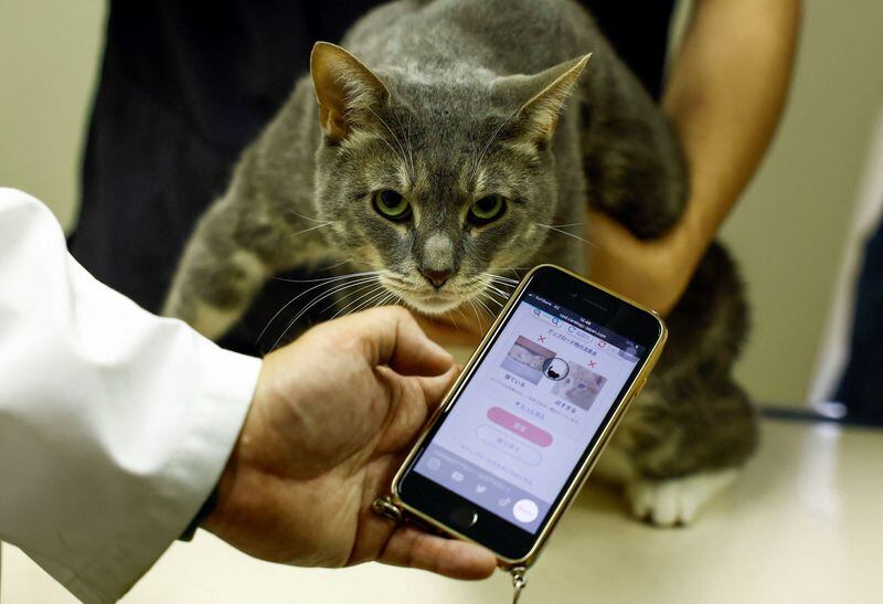 La aplicación fue desarrollada con el objetivo de que los dueños sepan con exactitud cuando sus gatos sienten dolor. (REUTERS/Issei Kato)