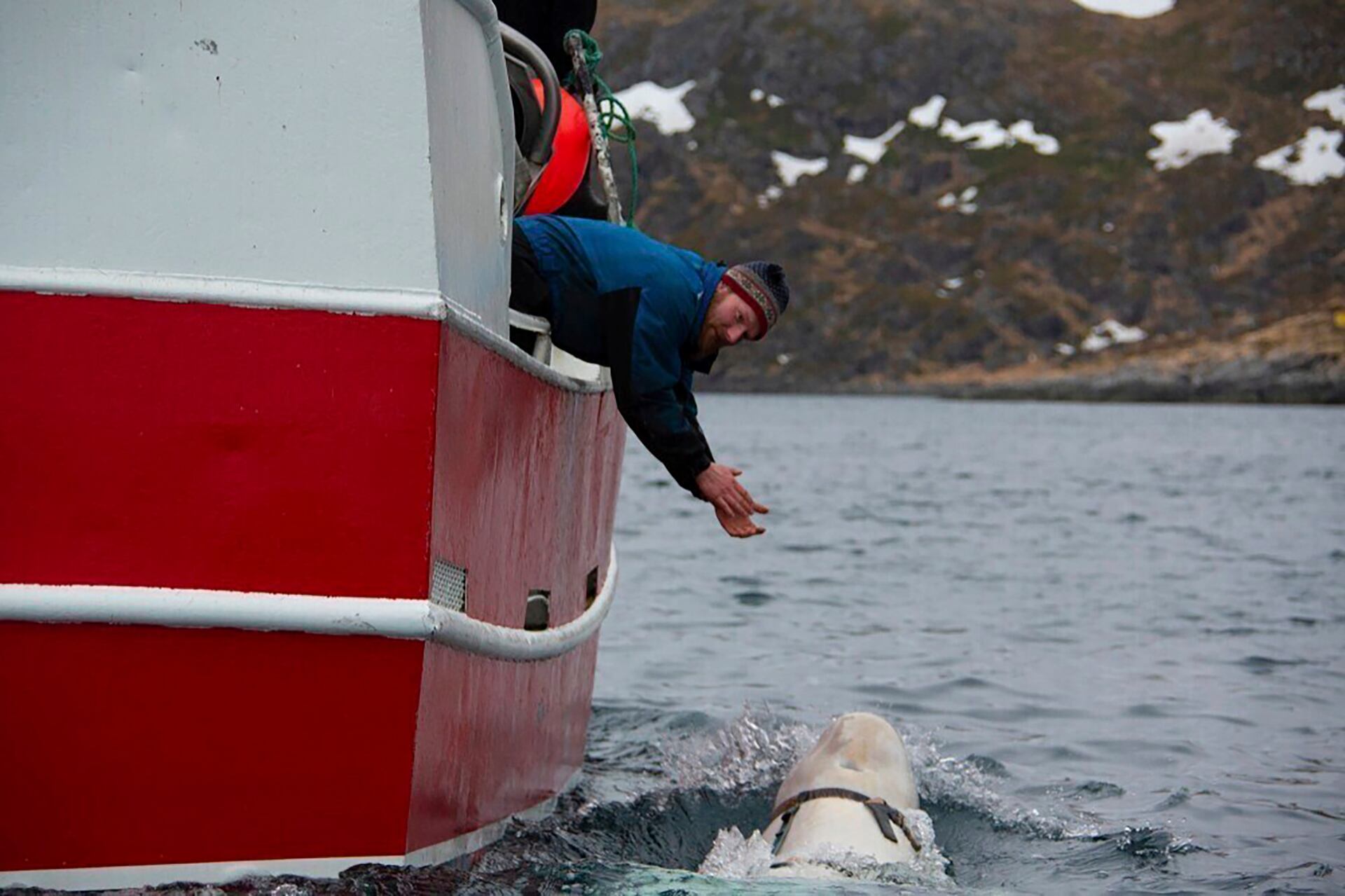 Hallan muerta a la "ballena blanca espía" Hvaldimir en Noruega