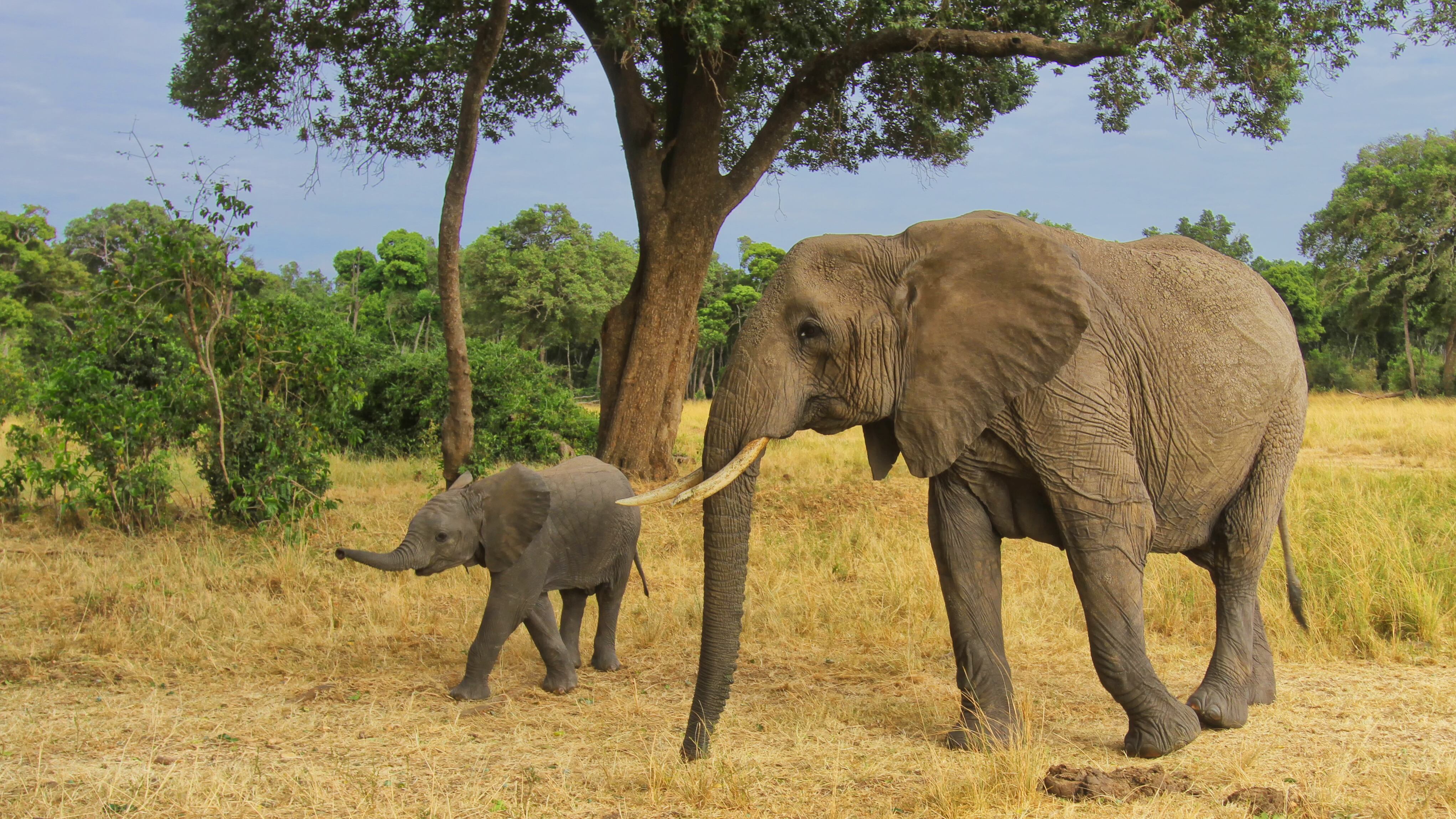 elefante pigmeo de Bormeo