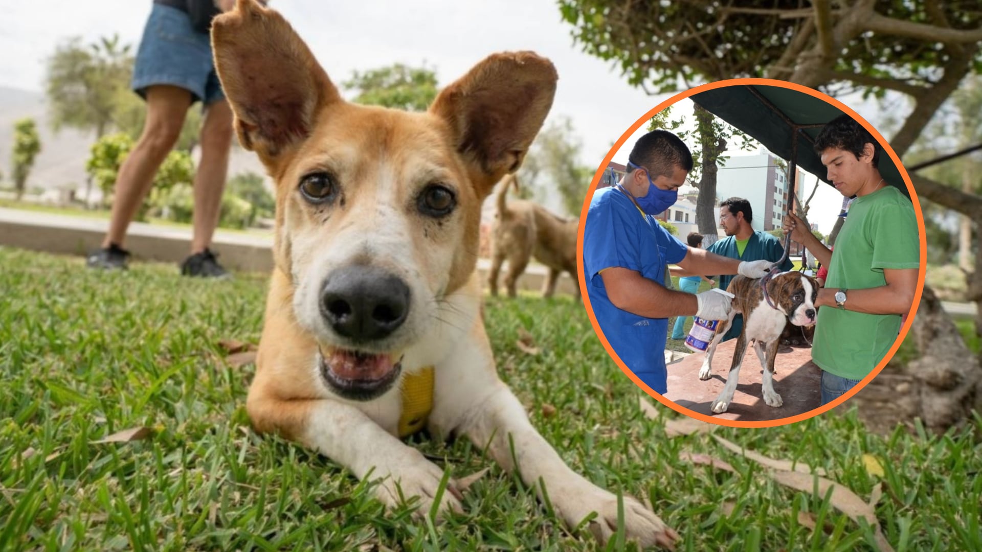 Campaña veterinaria gratuita este 20 de septiembre en Jesús María. (Fotocomposición Infobae Perú/Andina)