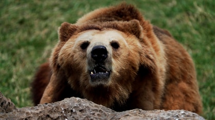 El Parlamento de Rumanía aprobó la matanza de casi 500 osos tras el ataque mortal a una joven excursionista  