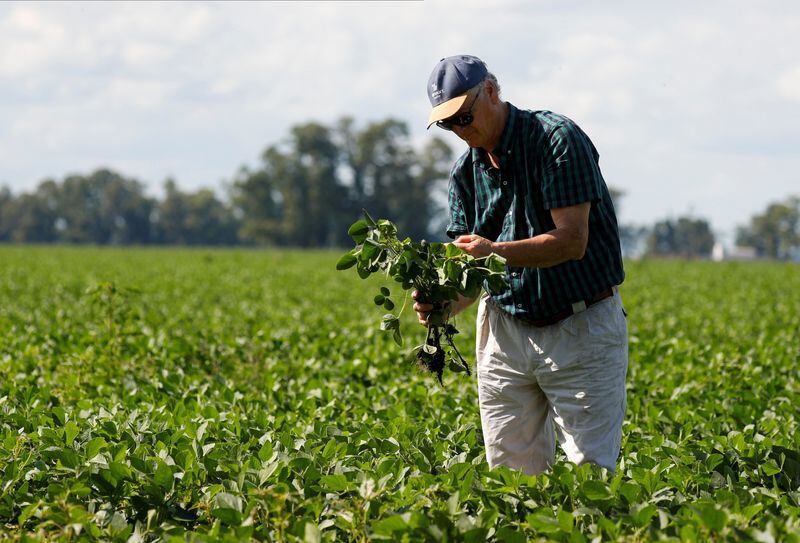 El Día del Ingeniero Agrónomo y del Veterinario se celebra en Argentina cada 6 de agosto.