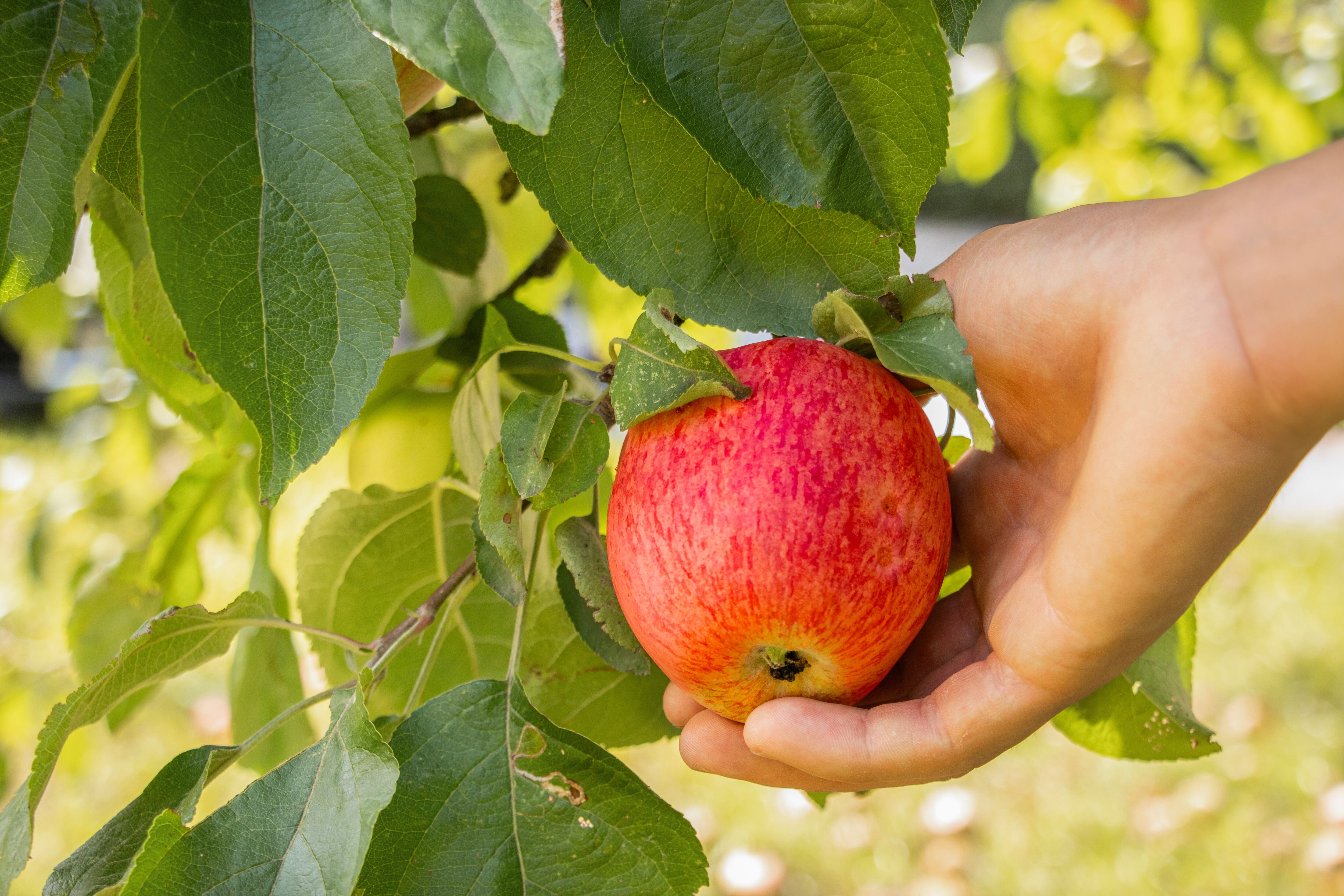 Manzana producción