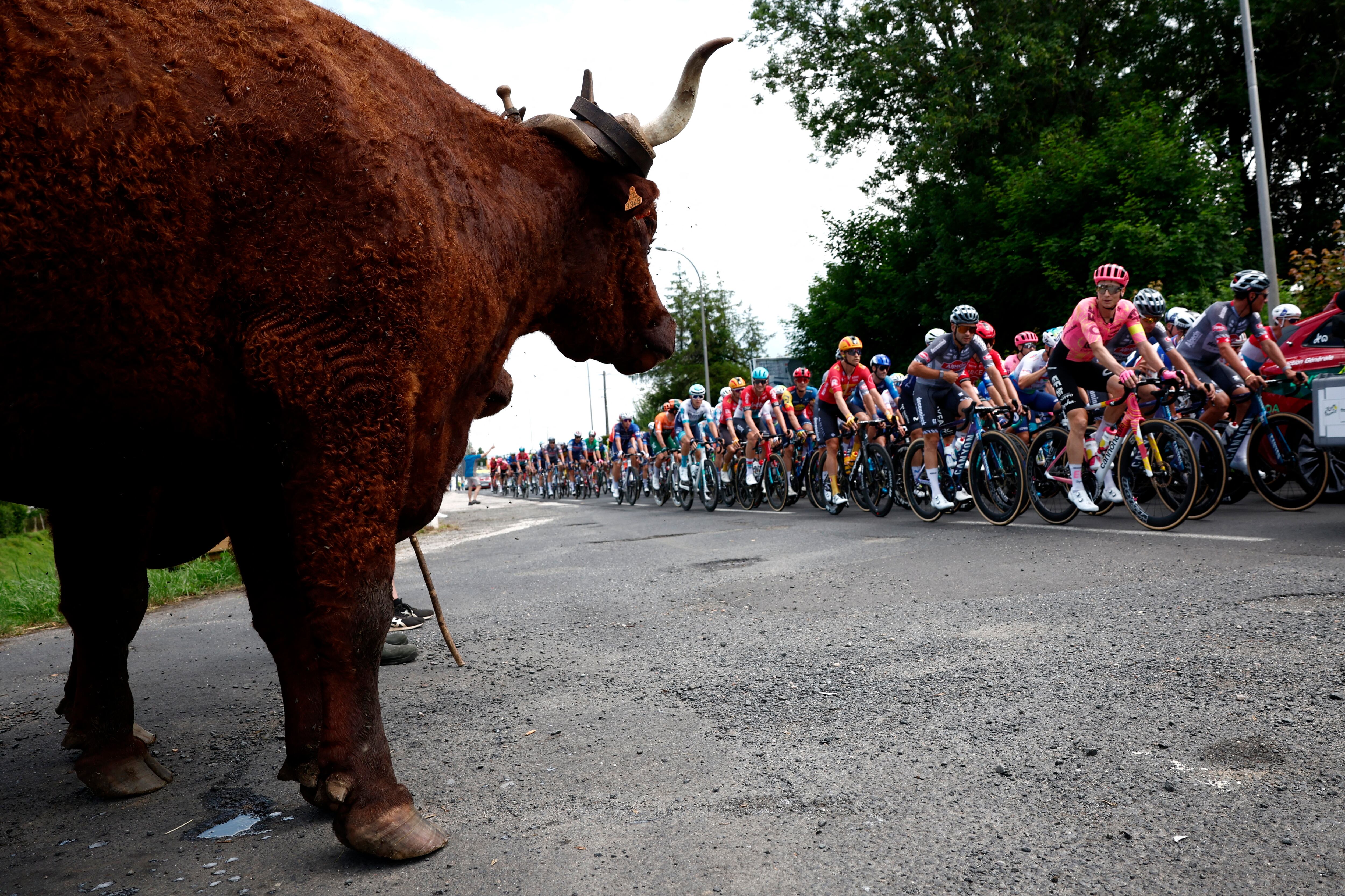 Desarollo de la etapa 12 del Tour de Francia - crédito - Stephane Mahe / REUTERS