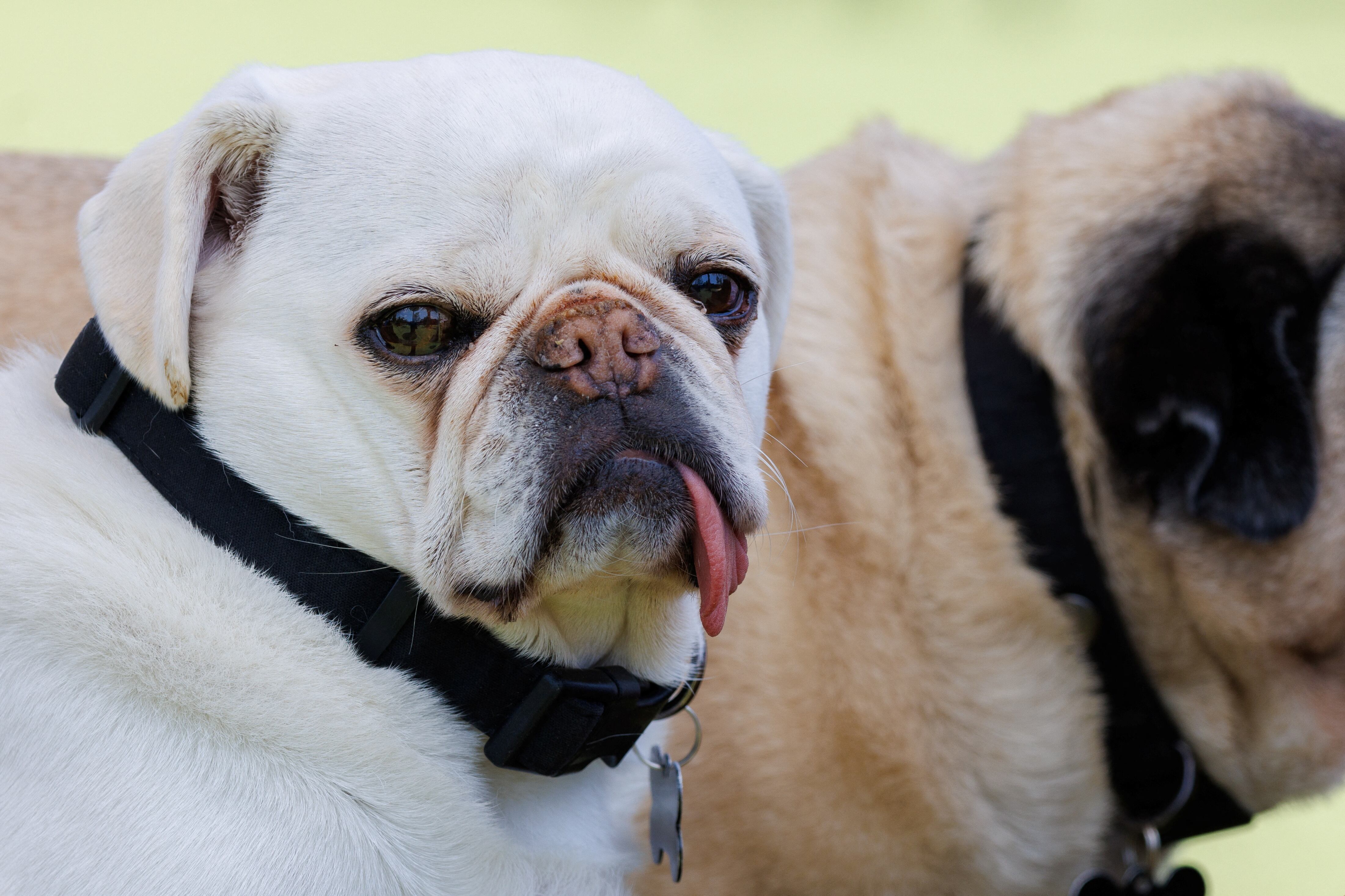 Los pugs, al igual que los bulldogs franceses, son razas braquicéfalas. (REUTERS/Mike Blake)