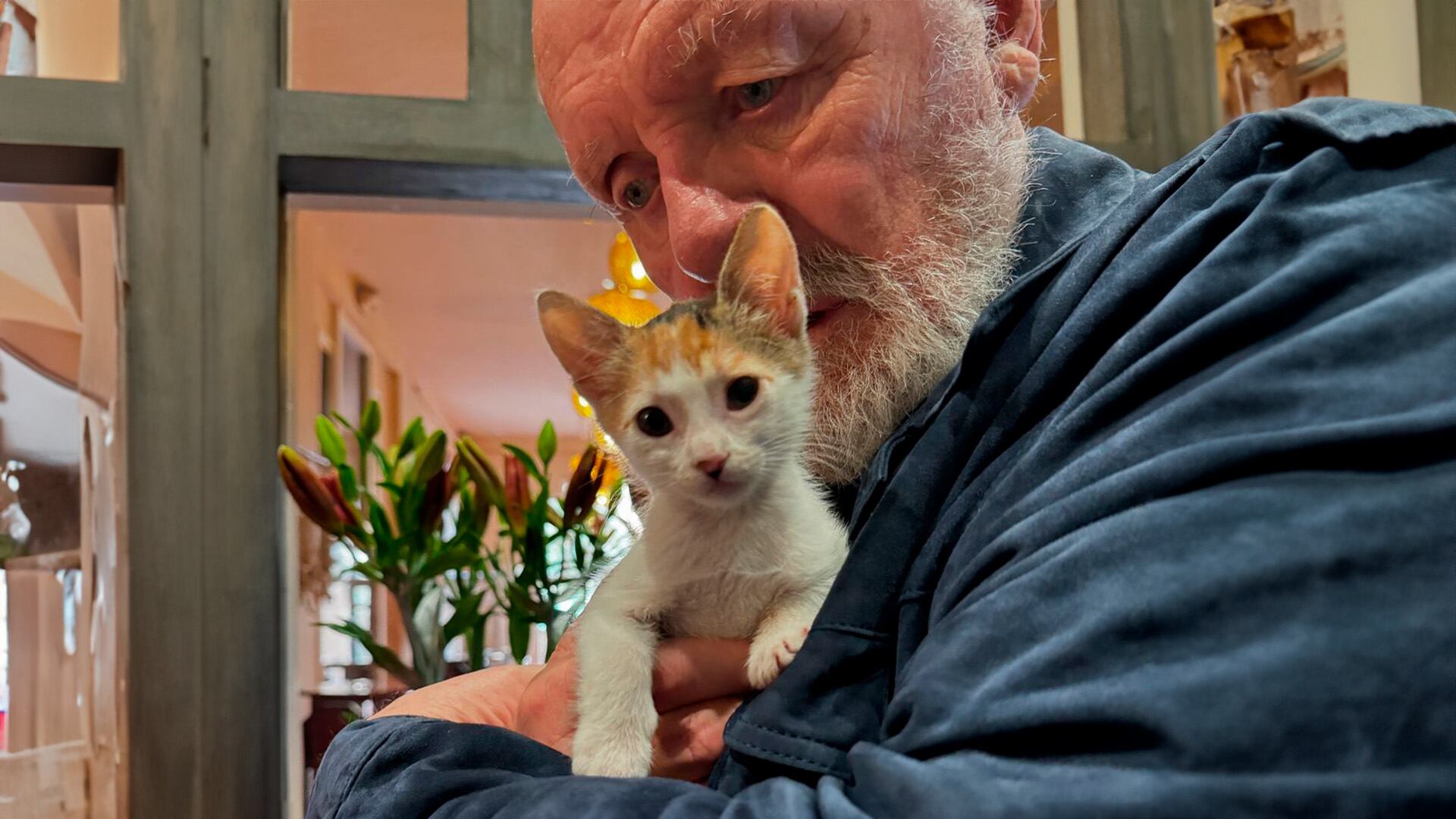 Anthony Hopkins, gatos, razas de gatos, mascotas, animales, Instagram, fotografías