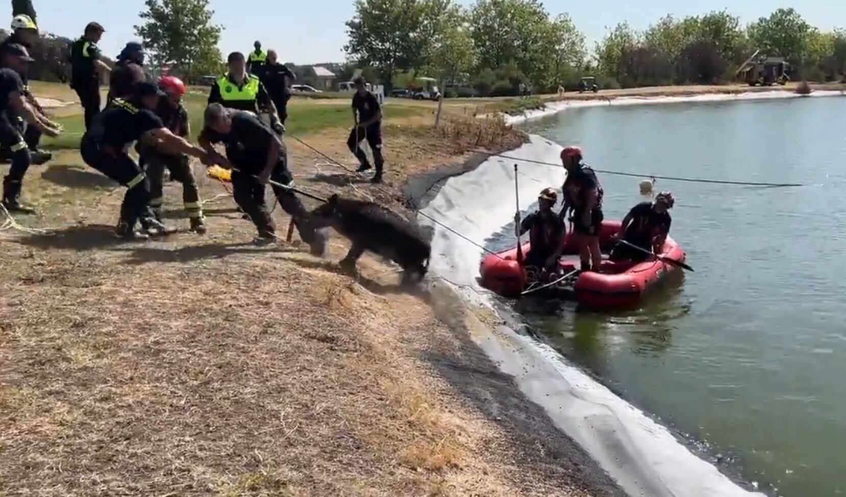 Rescate de un jabalí que había caído al lago de un campo de golf de Majadahonda (Foto: Comunidad de Madrid)