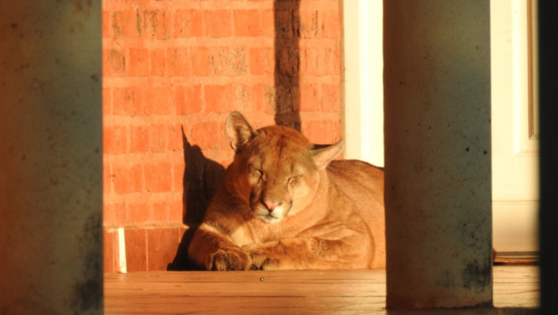 Efectivos de Gendarmería auxiliaron a un puma que estaba extraviado y herido en Corrientes (GNA)