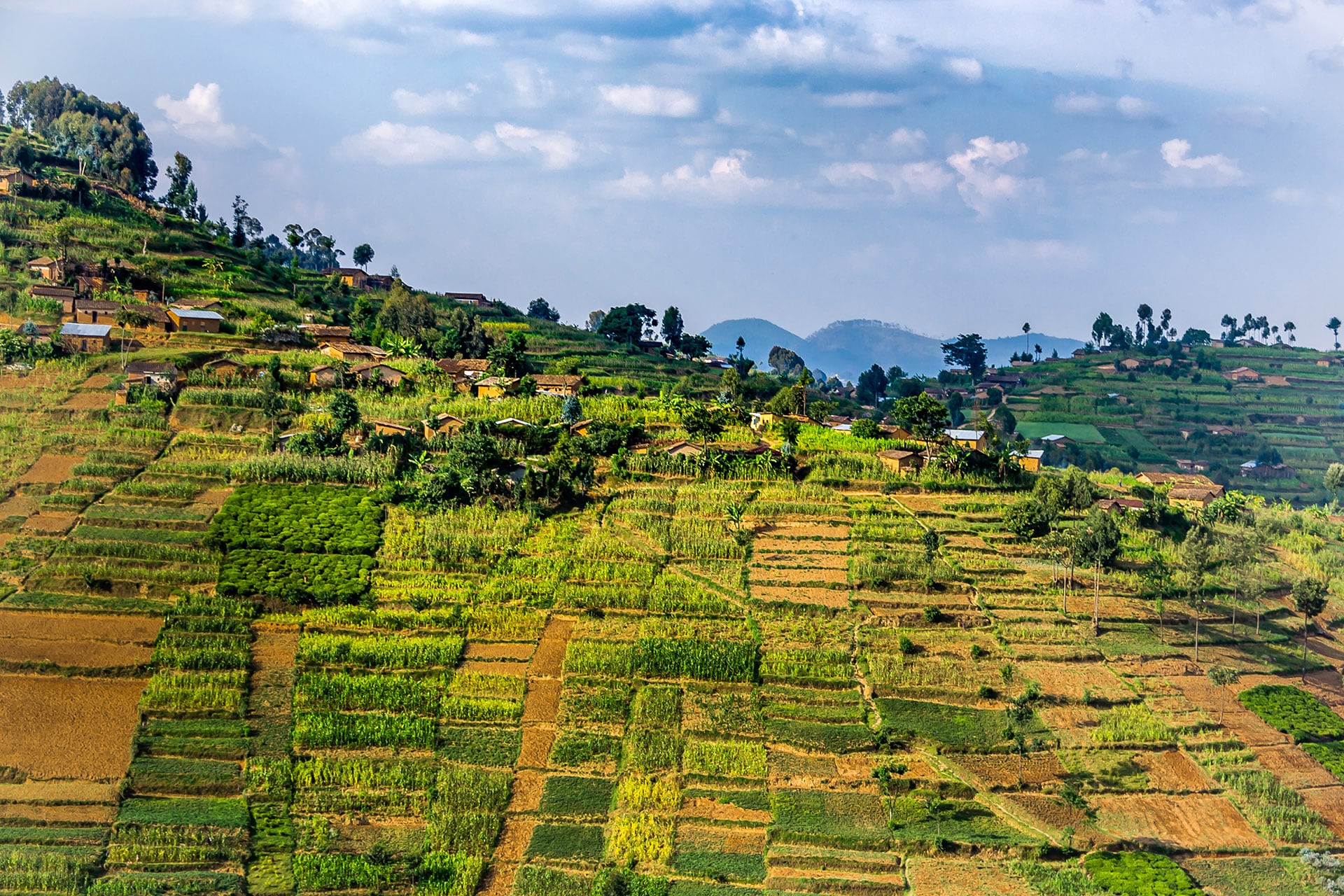 5: Ruanda y su vida silvestre ofrecen experiencias únicas por U$S 20 diarios (Shutterstock)