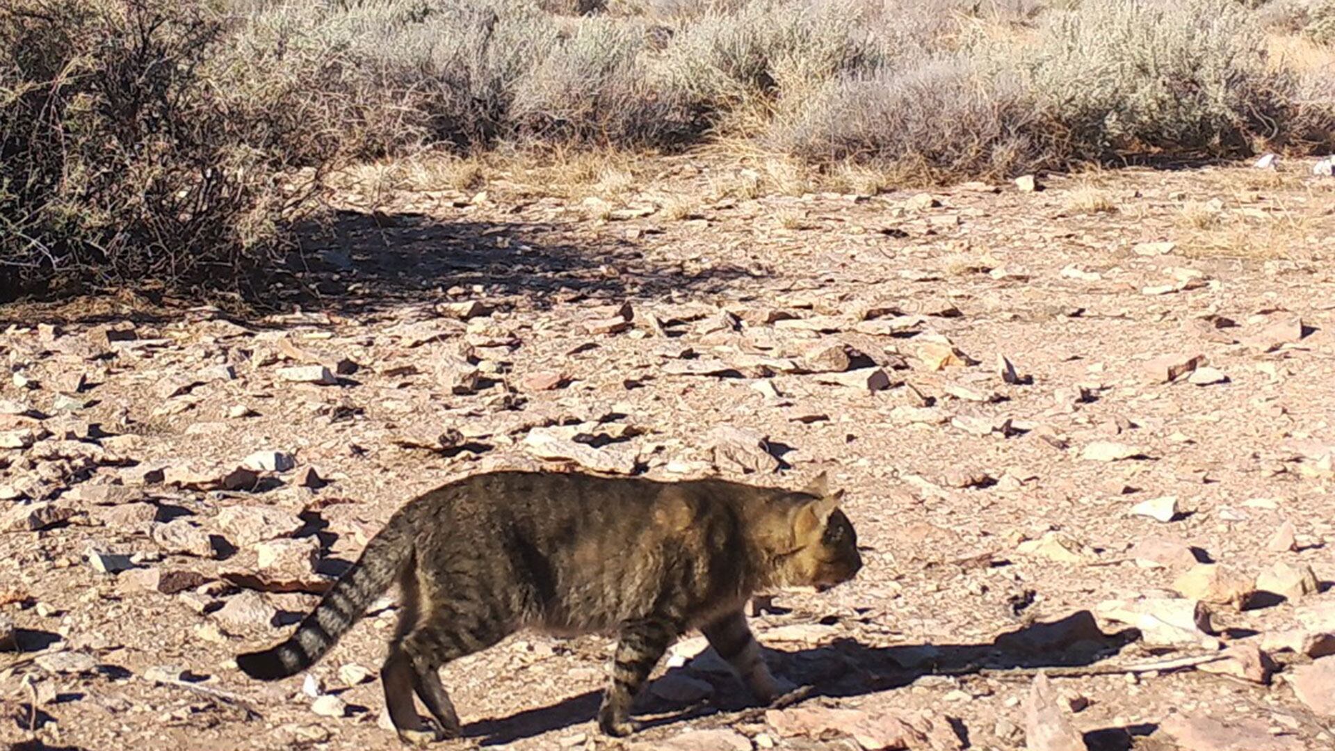 Isla Tova Patagonia gatos