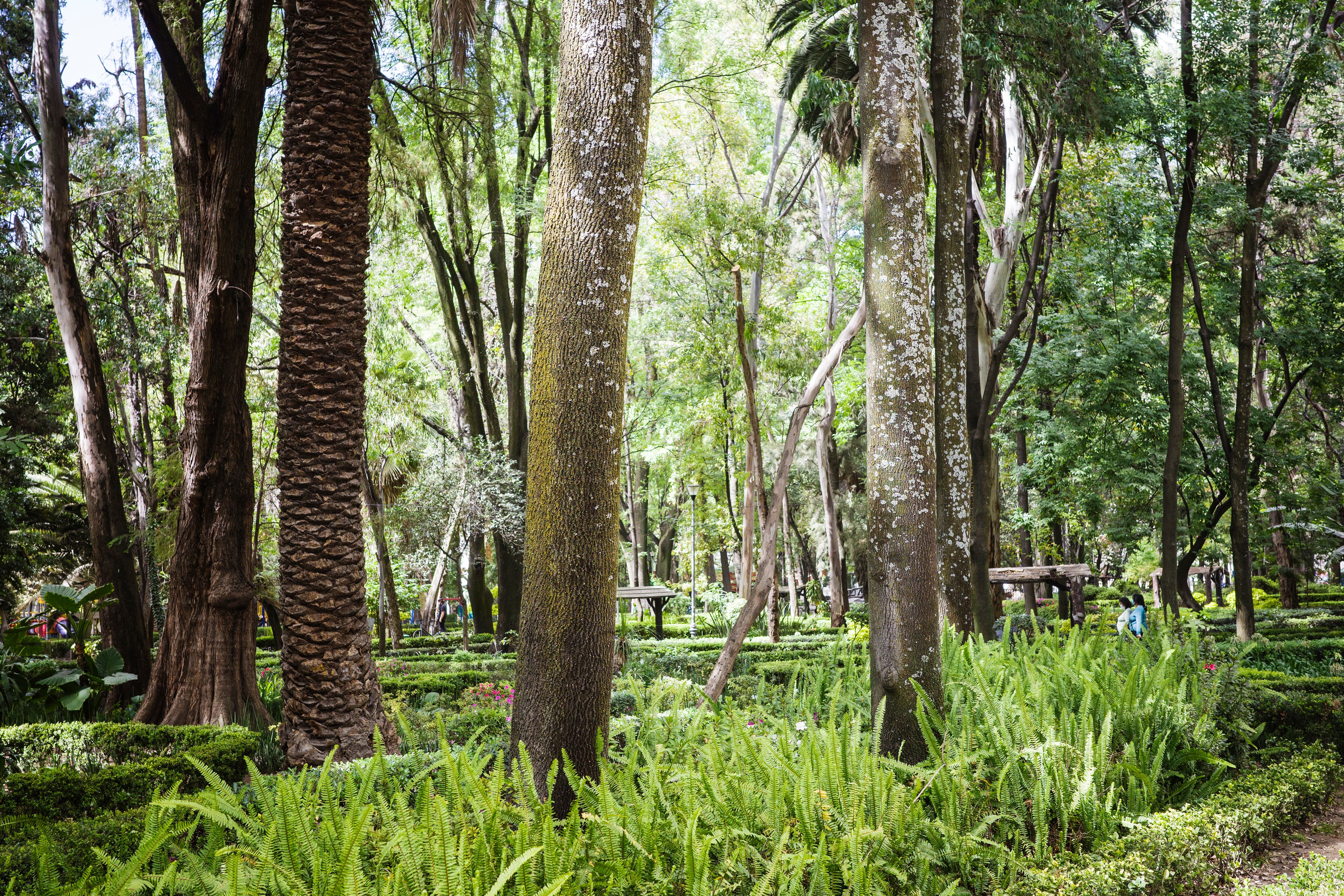 Arboles CDMX