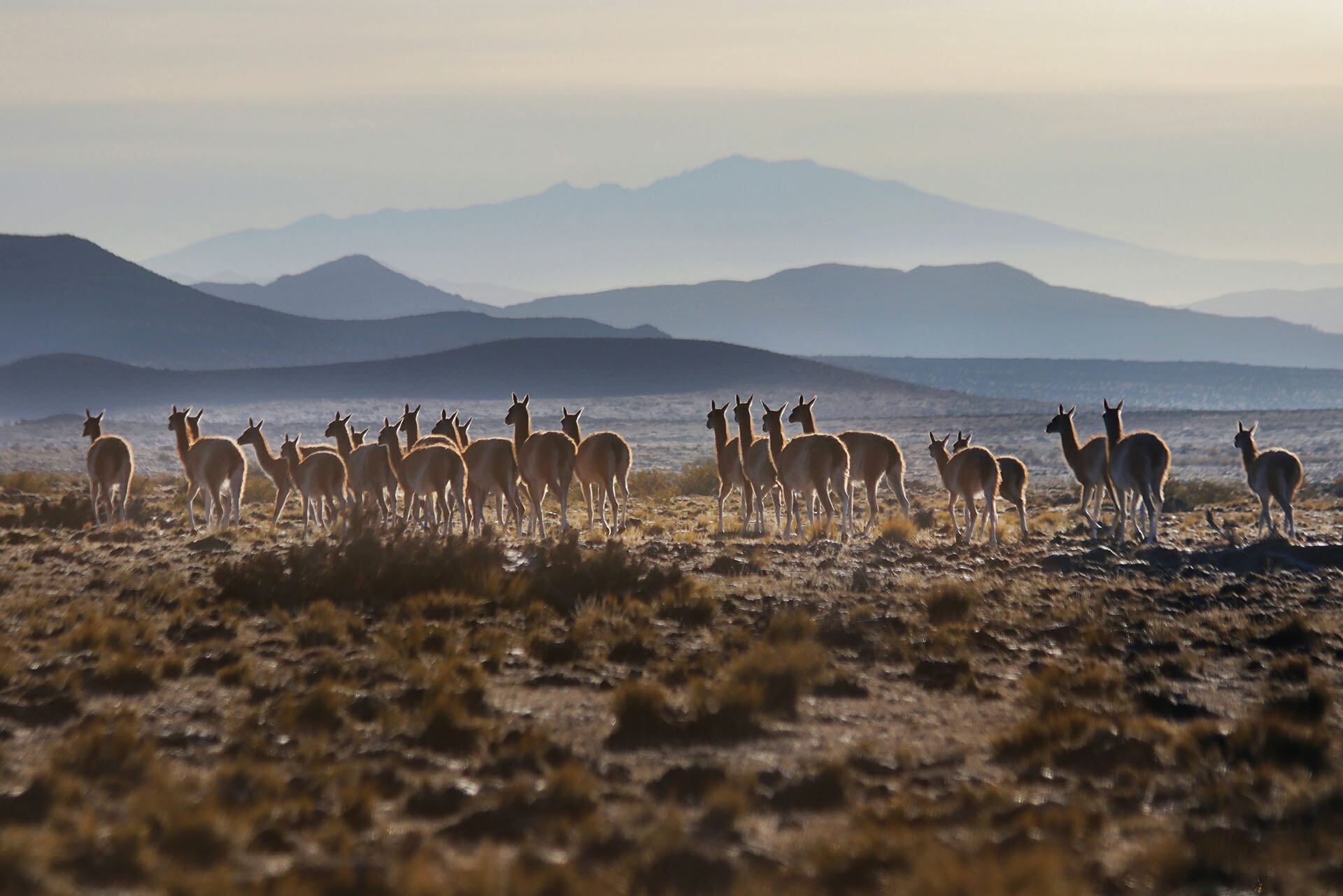 Día del Guanaco