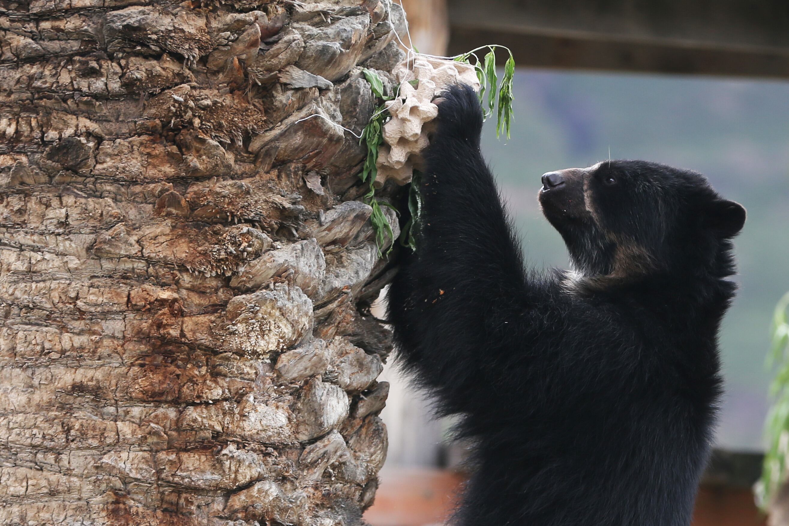 Fotografía de un oso andino o "Jukumari", el miércoles 6 de marzo de 2024, en el bioparque Vesty Pakos, en La Paz (Bolivia). Foto: EFE/ Luis Gandarillas
