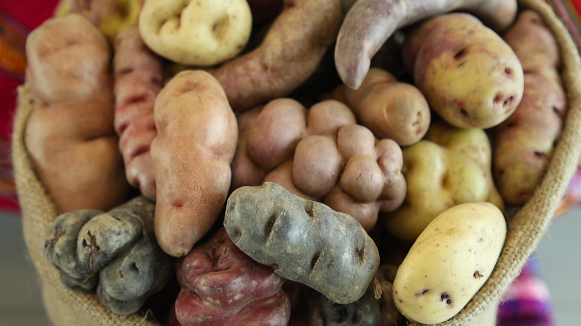 El CIP también exhibe las papas producidas en sus invernaderos a partir de las plantas y semillas almacenadas.