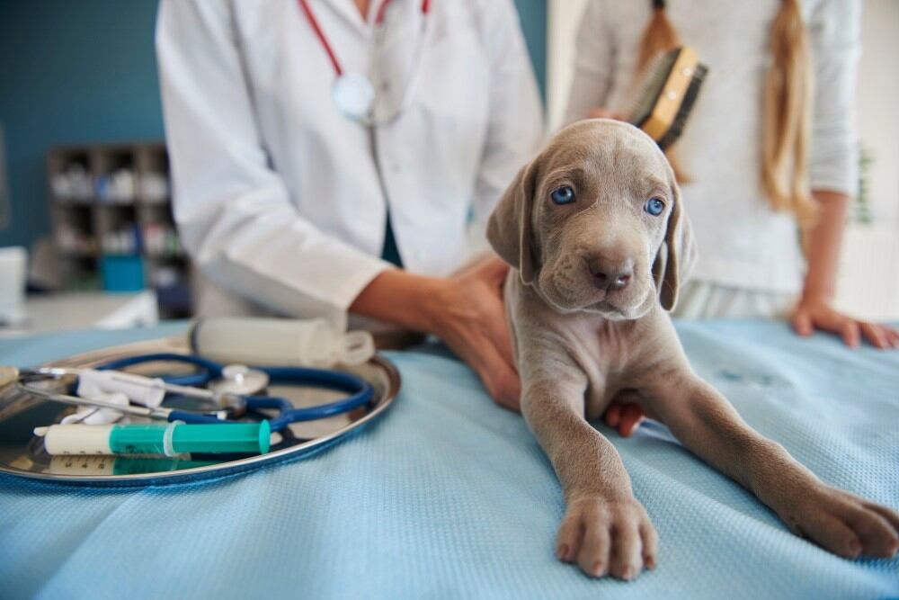 Un profesional de la veterinaria puede indicar un tratamiento específico para la sarna, que debe ser administrado de manera completa para que el perro se cure/ ICOVV 