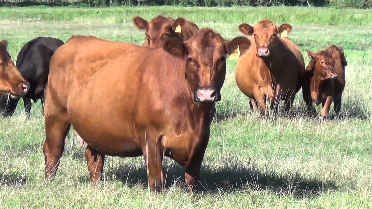 Vacas en el campo