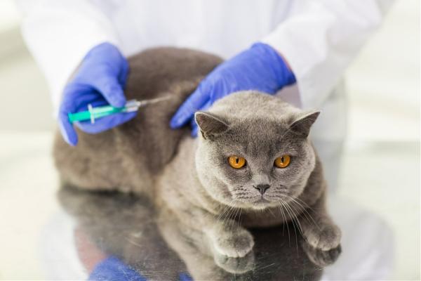 Un veterinario aplica una inyección en un gato (Experto Animal)