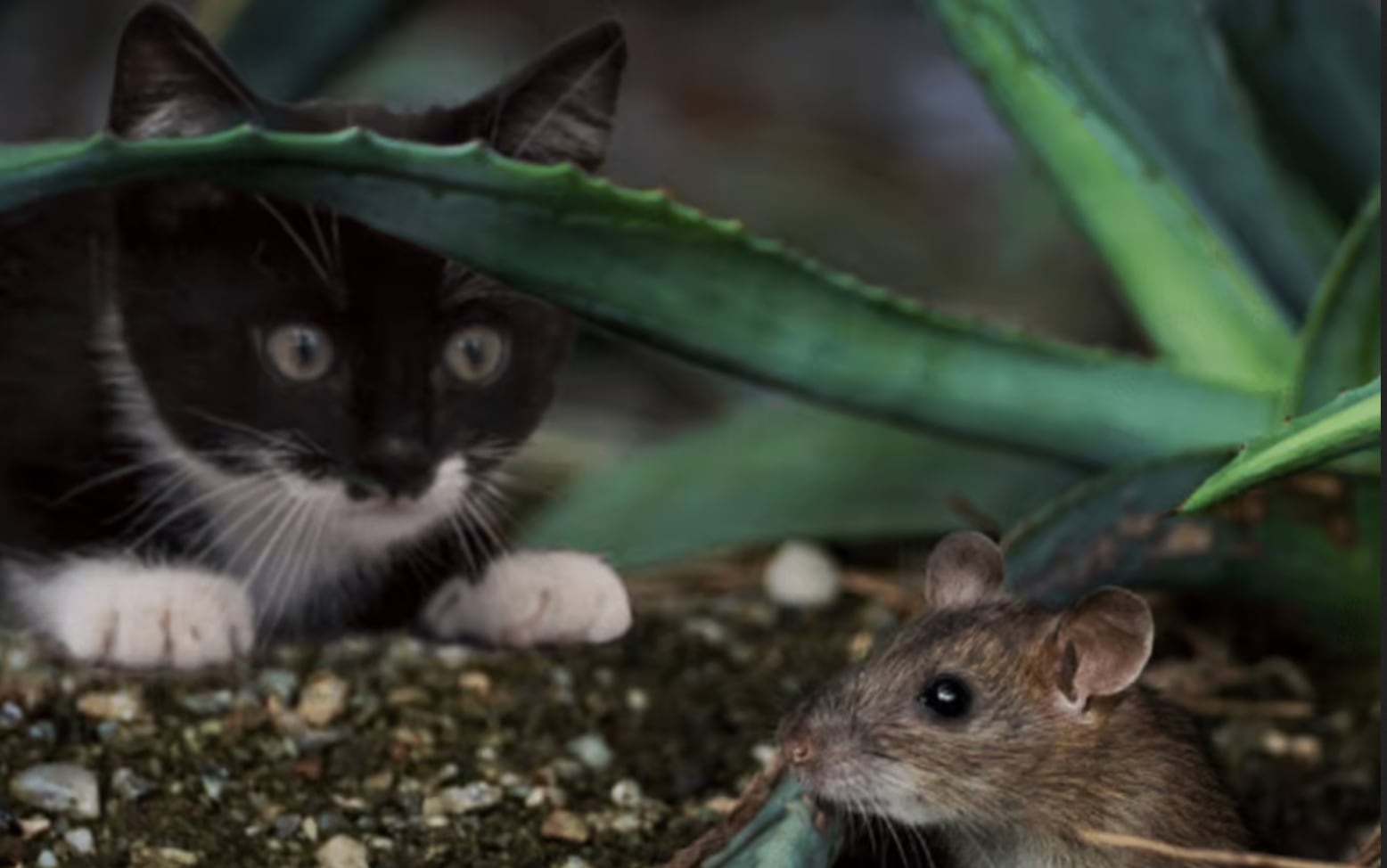 Gato doméstico agazapado para cazar un ratón bajo una planta de aloe.