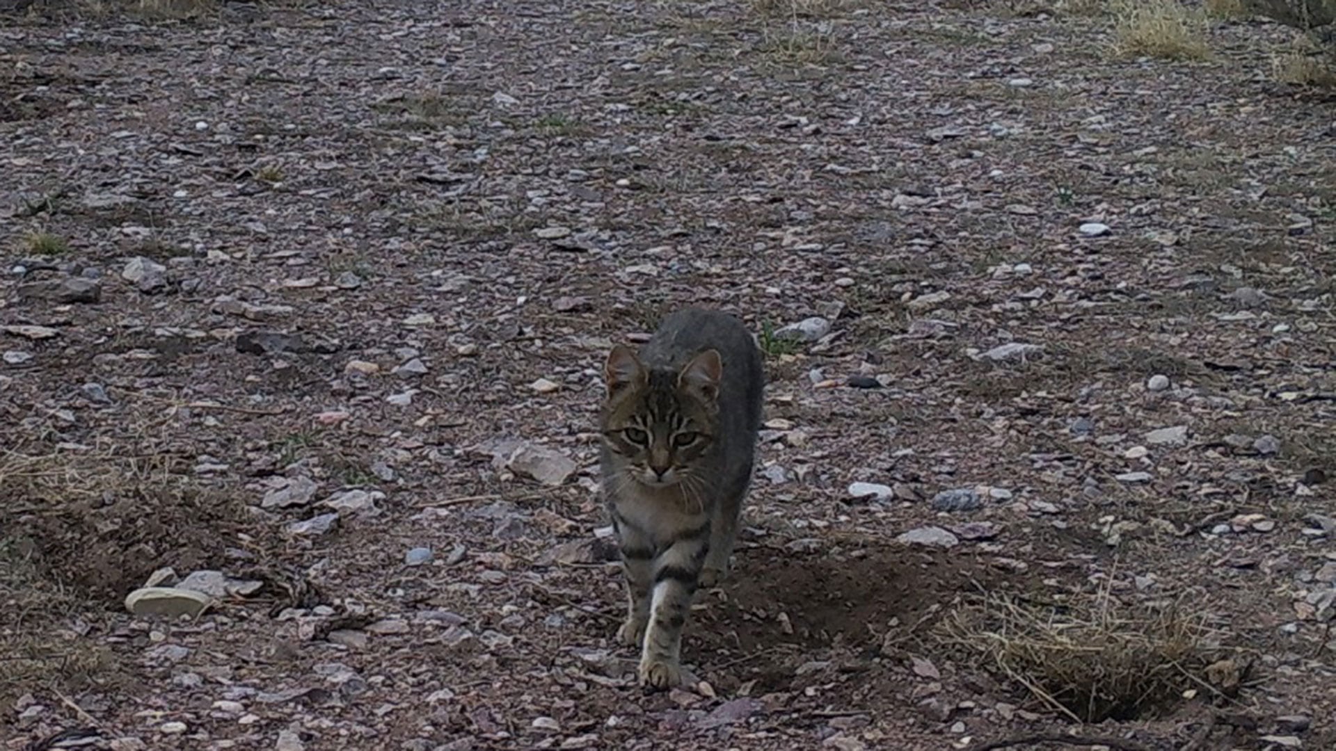 Isla Tova Patagonia gatos