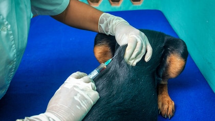 Desarrollaron en Uruguay la primera vacuna para el dolor crónico en perros y gatos