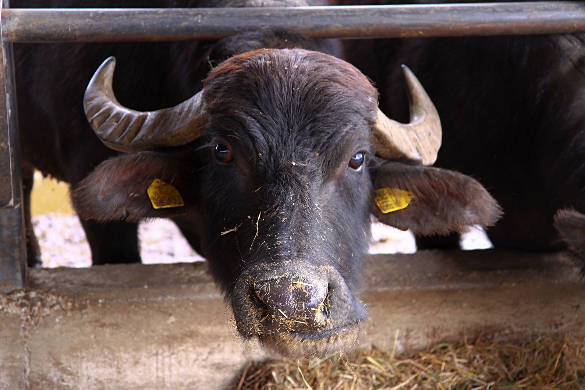 búfalo, producción de leche de búfalo