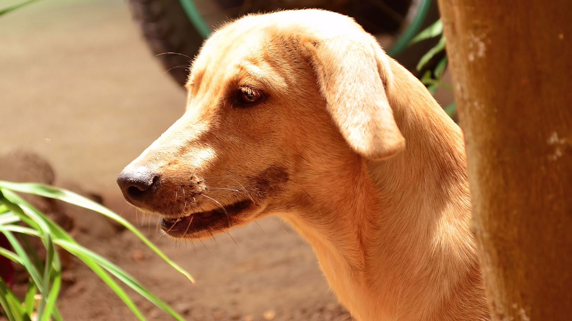 Perro criollo en Colombia. Foto de referencia.