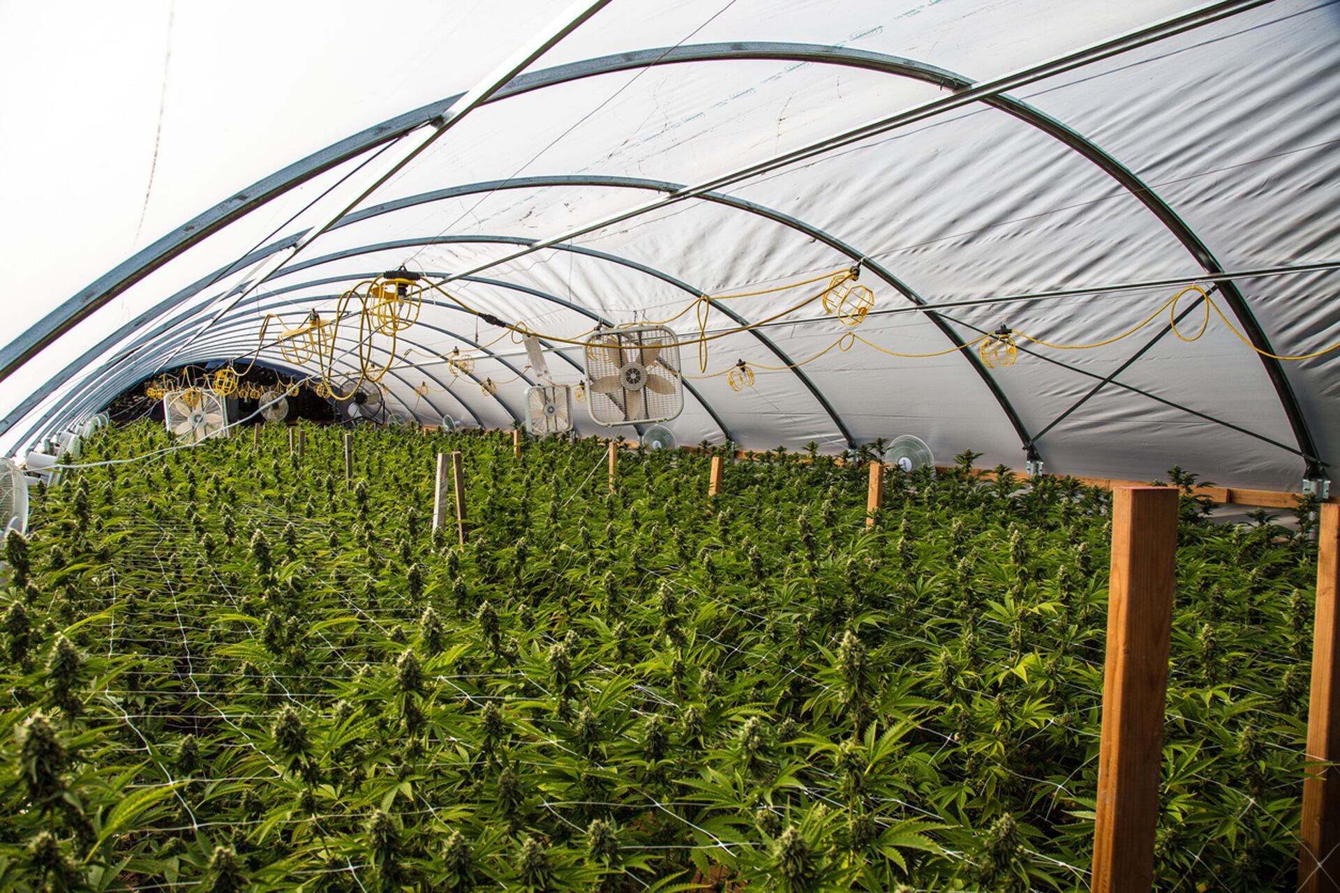 Condenaron en Rosario a cuatro hombres por cultivar marihuana en un galpón (Istock)