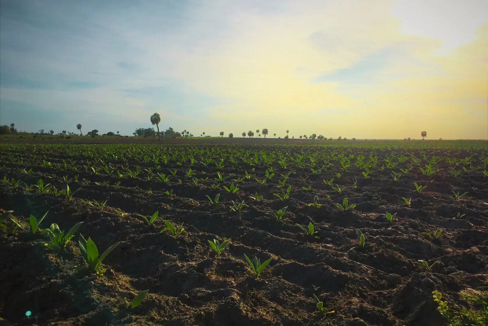 La implementación de bioinsumos en el cultivo del tabaco criollo tiene el potencial de transformar esta industria (inta)