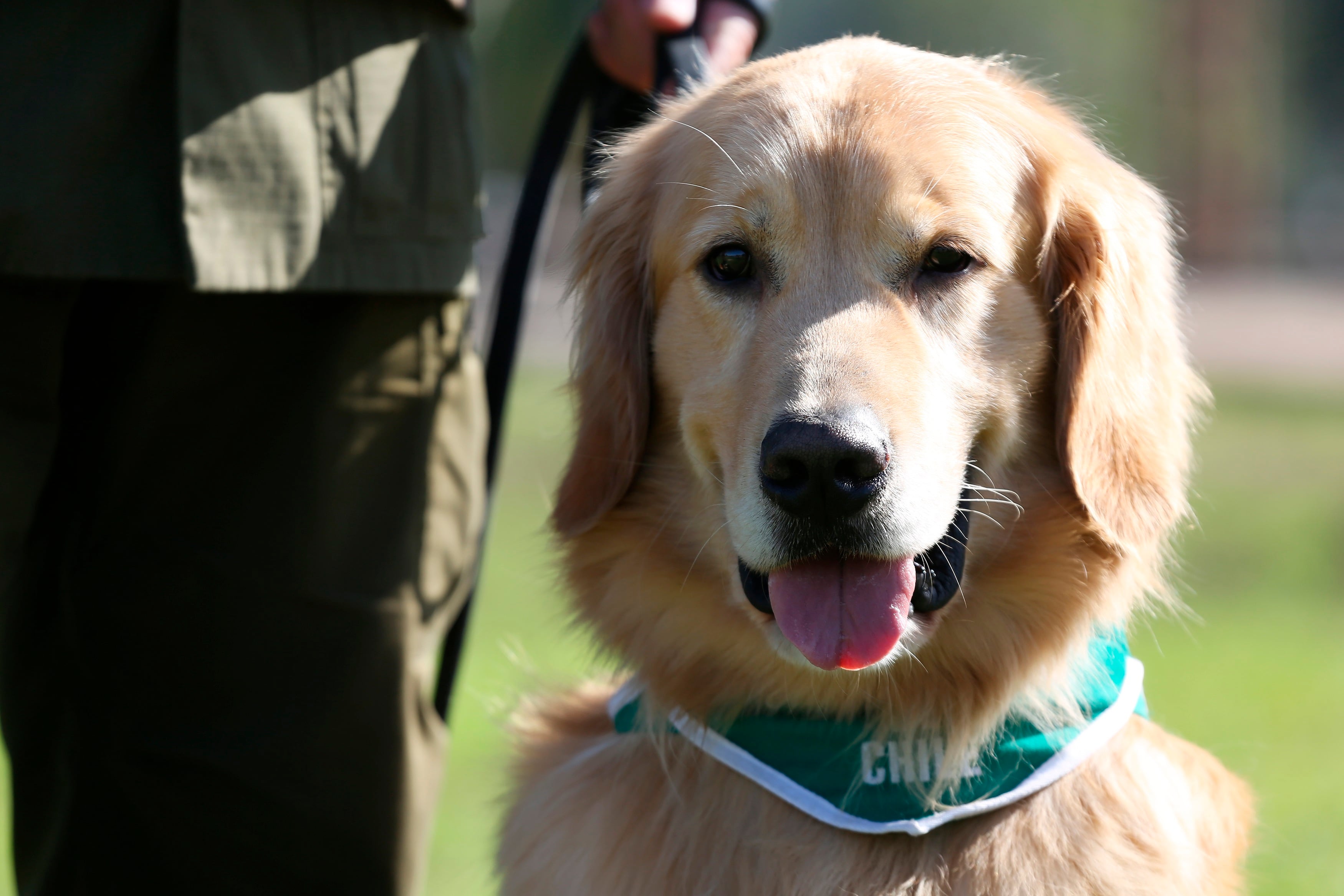 Cachorros de ocho semanas demuestran memoria recordando la ubicación de golosinas aun con distracciones (EFE)