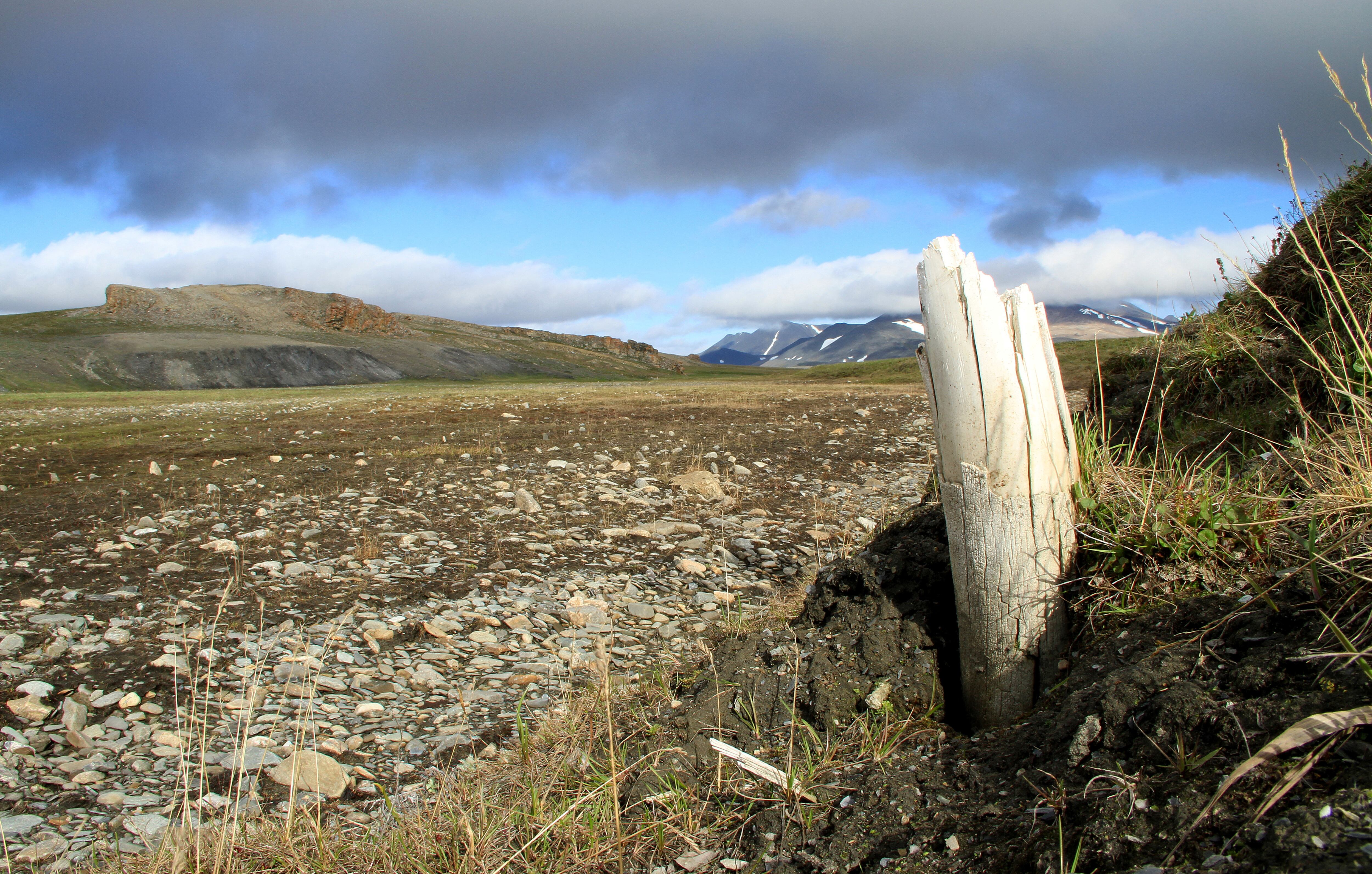 Una vista del paisaje de la Isla de Wrangel en el Océano Ártico, frente a la costa de Siberia, Rusia, donde los últimos mamuts lanudos del mundo vivieron hasta hace unos 4.000 años, con los restos de un colmillo de mamut lanudo sobresaliendo del suelo
Love Dalen/Handout via REUTERS.