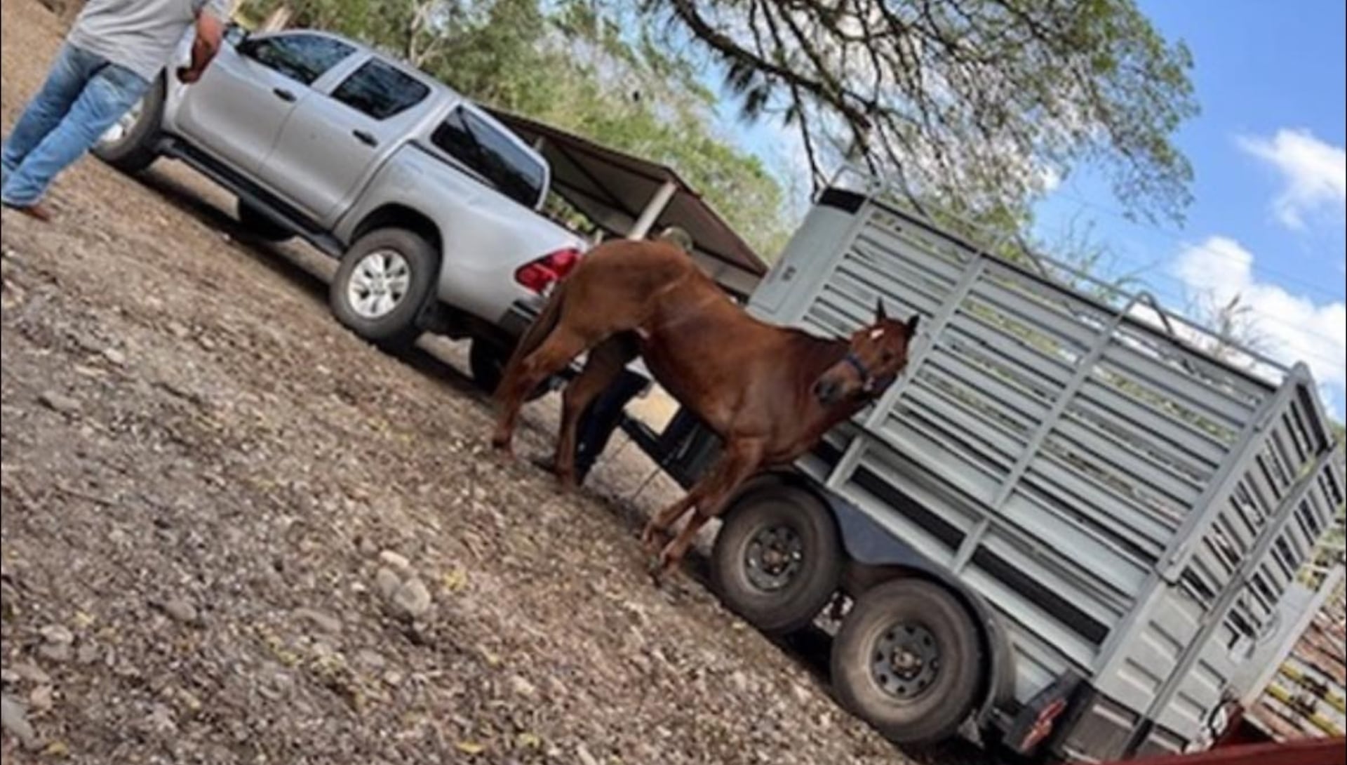 Imagen de la camioneta, la yegua y el remolque que llevaban Hipólito Rodríguez y su padre. (Facebook)