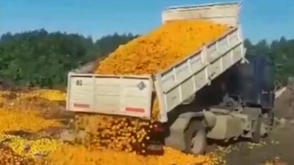 El impresionante video viral en el que se tiran a la basura más de 8.000 kilos de mandarinas: “El poder adquisitivo se desplomó”
