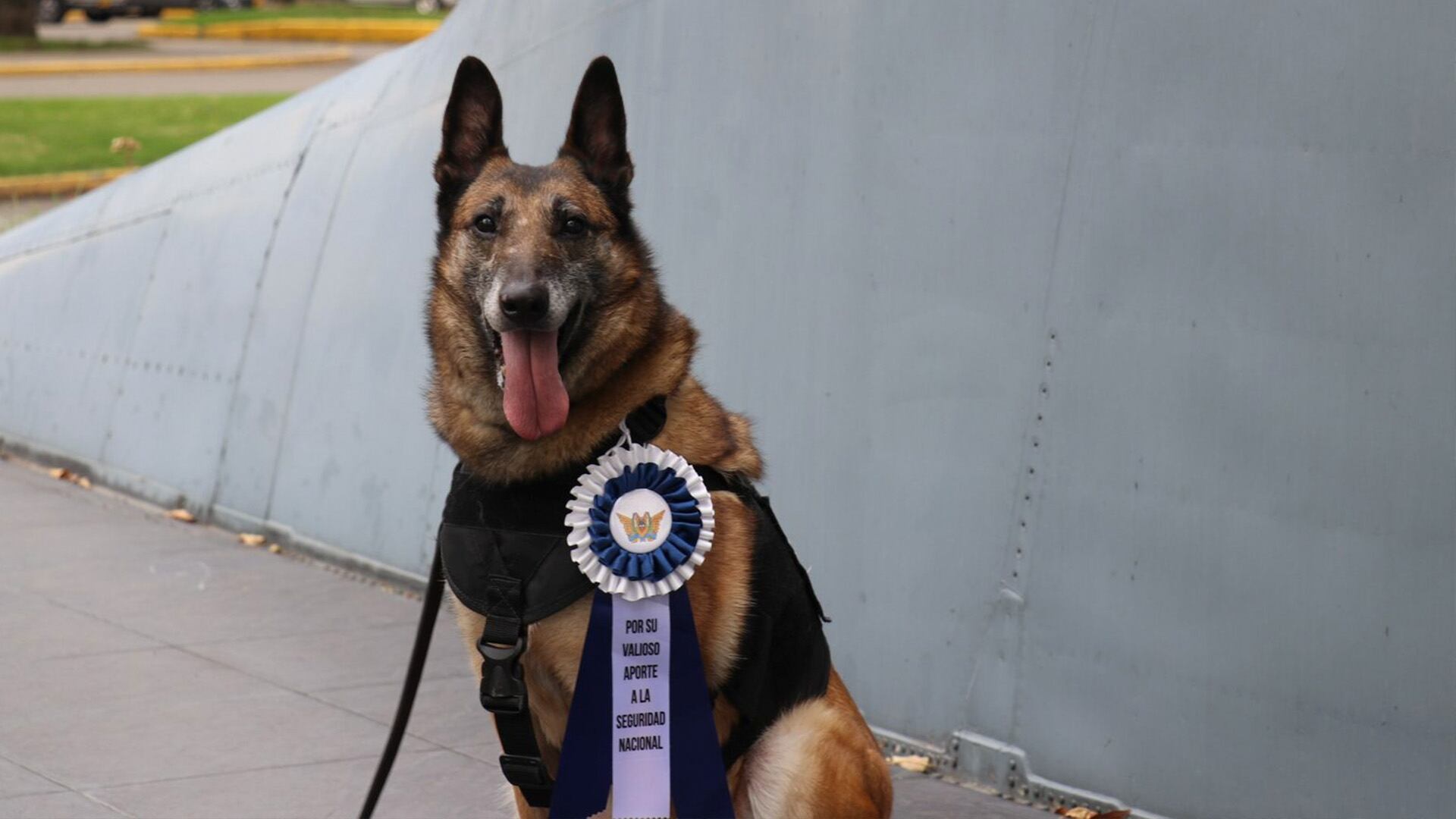 Perros, razas de perros, mascotas, animales, Lara, Colombia, héroes de guerra