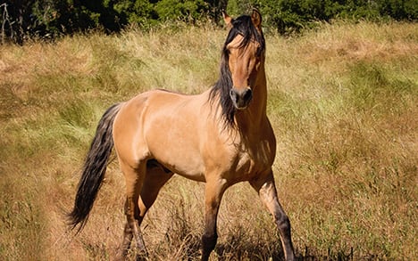 Donner, como anteriormente era conocido, nació en 1995 y llegó al santuario animal en 2002. (Facebook/Return to Freedom, Wild Horse Conservation)